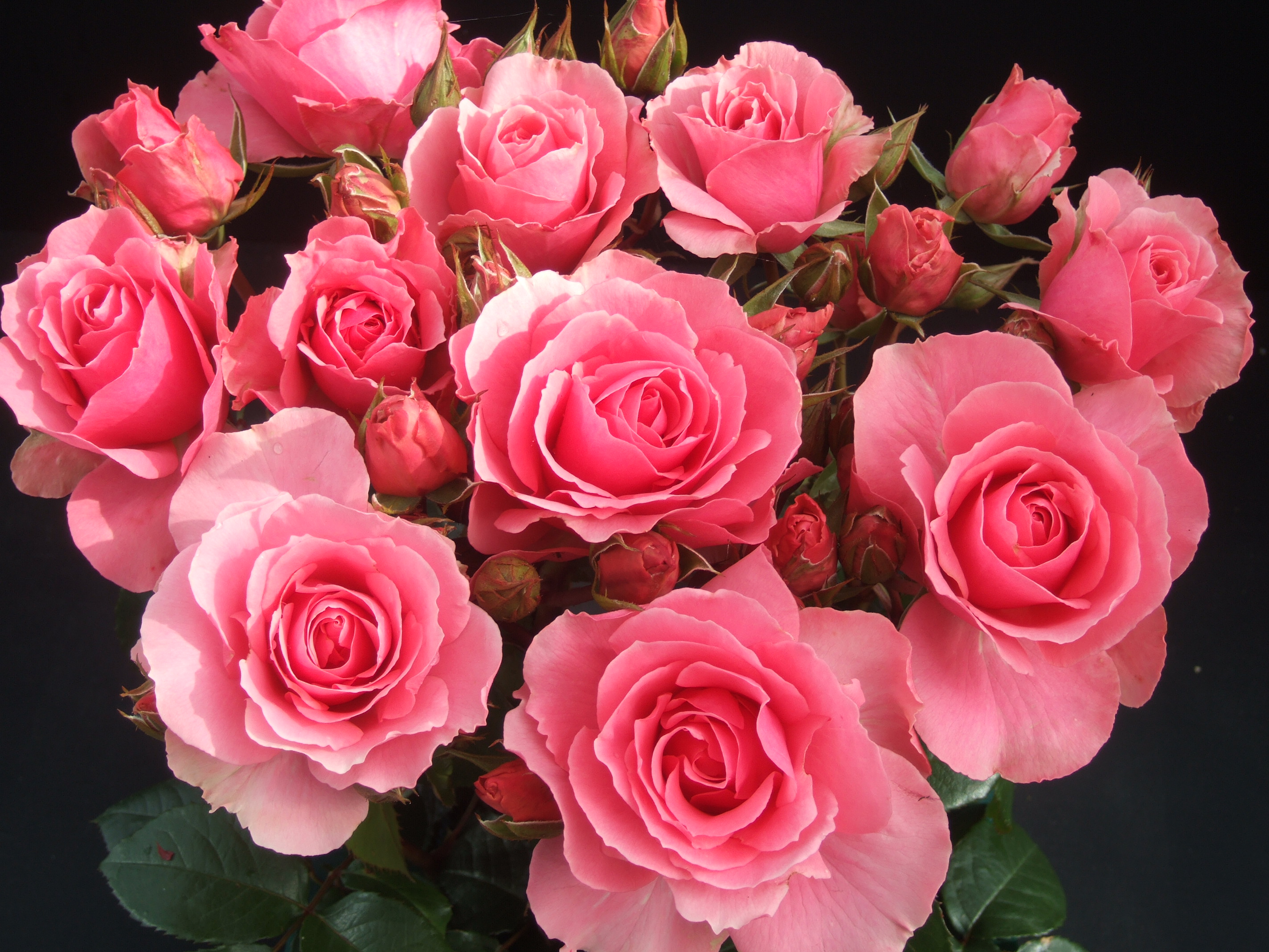 Rose 'You're Beautiful', Rose of the Year 2013 | garden nomey