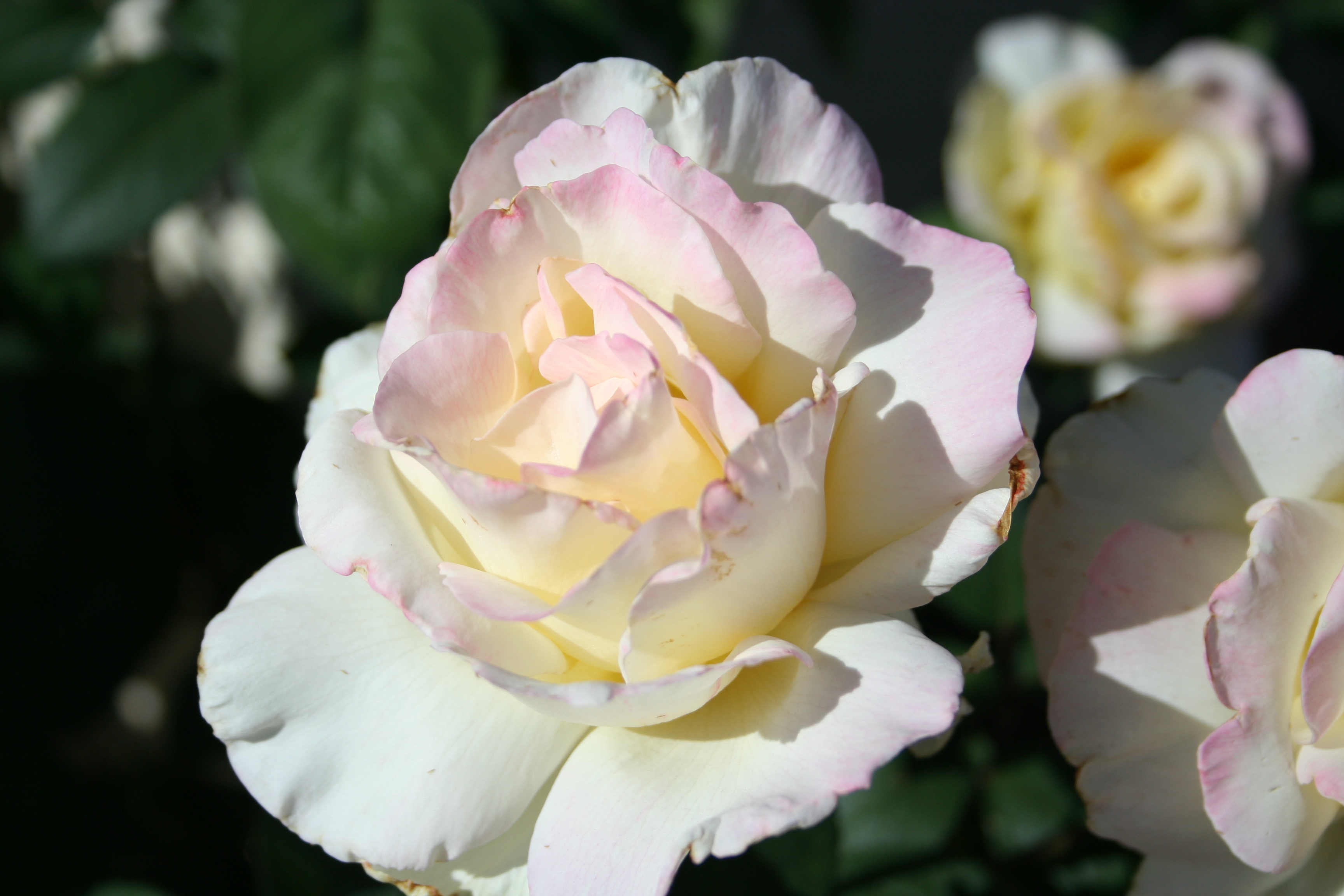 Beautiful roses photo