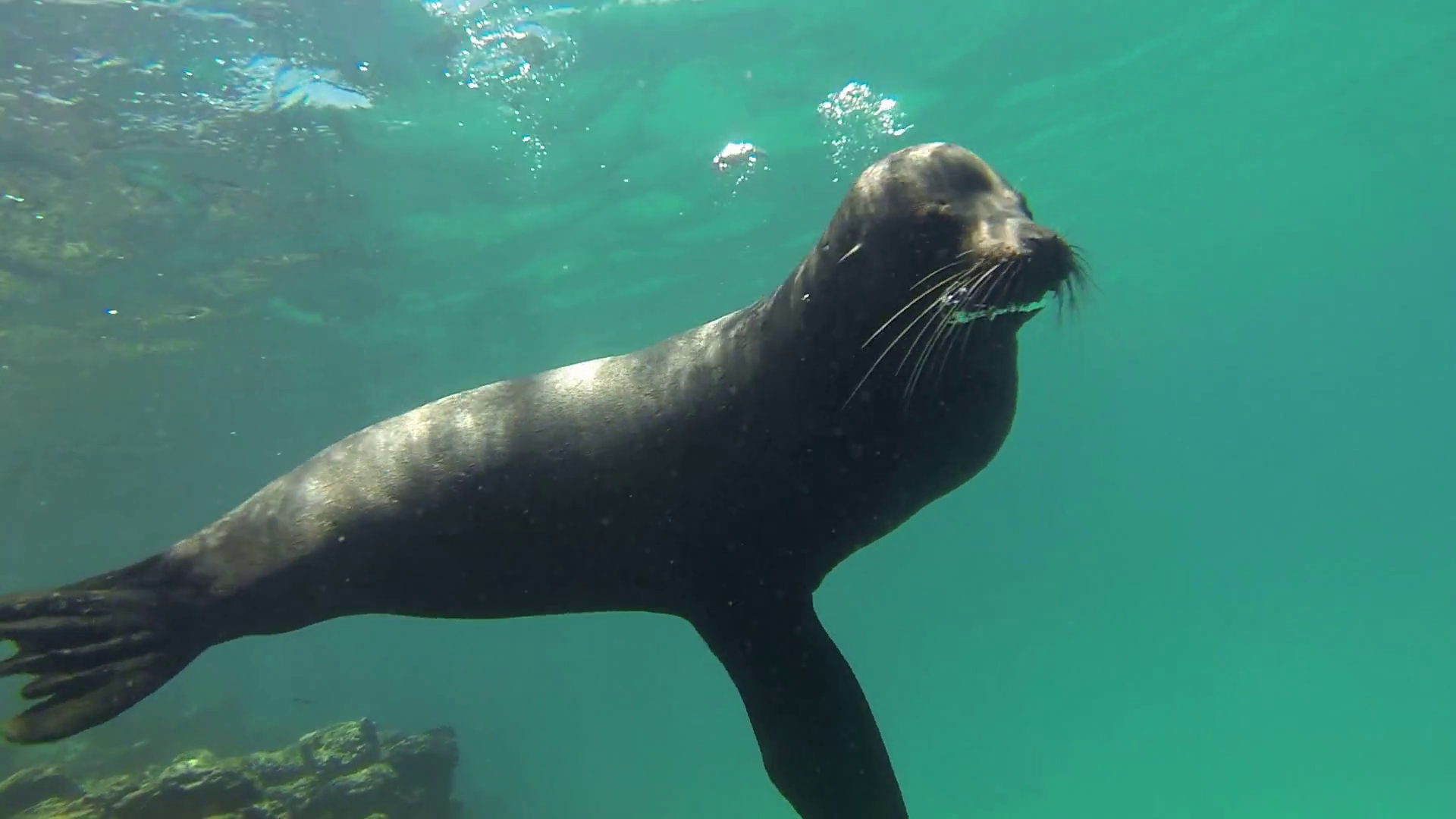 Sea lion galapagos Beautiful under water shot of Sea lion swims and ...