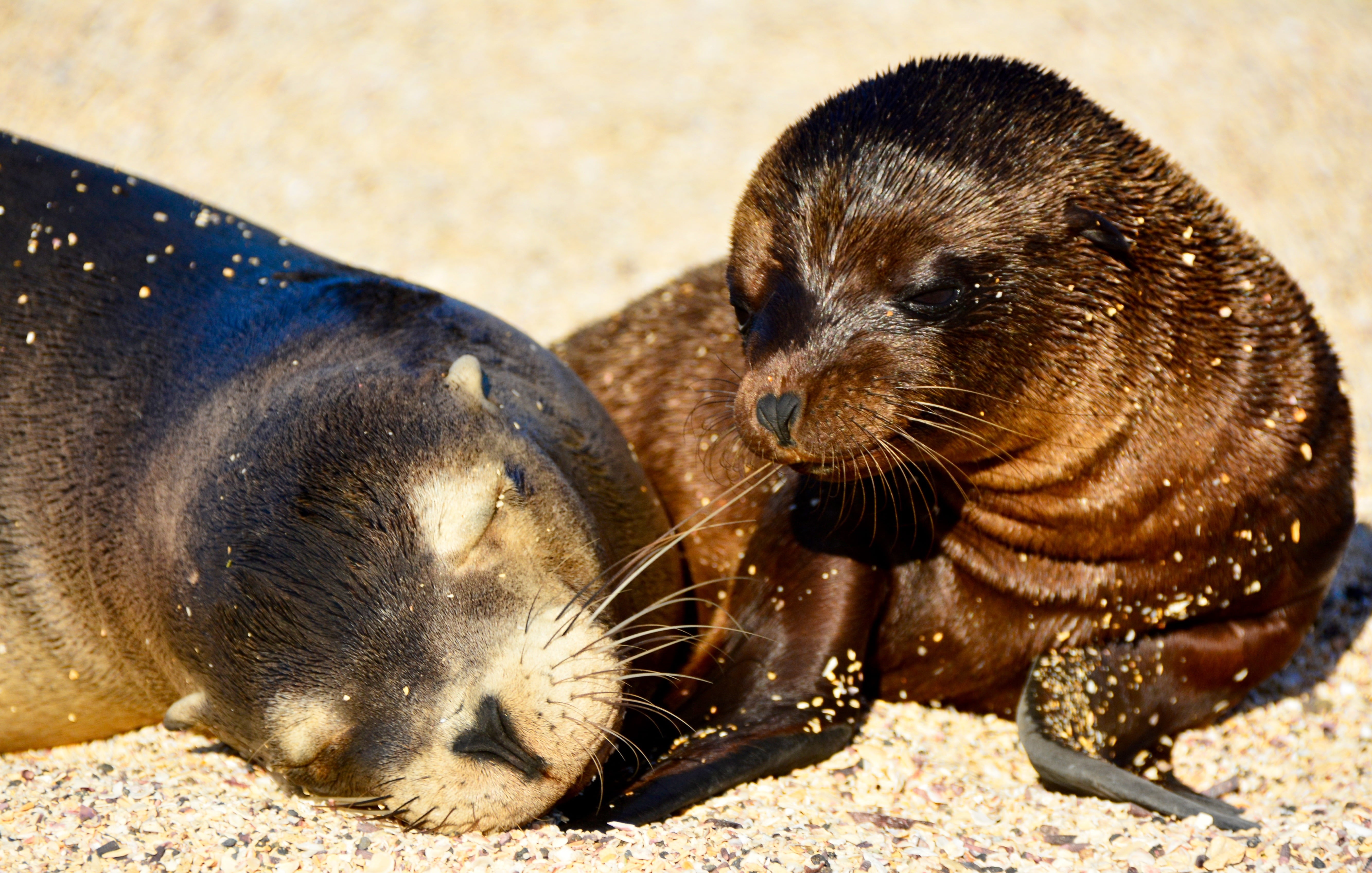Galapagos Sea Lion Pupping Season in November: The End of a ...