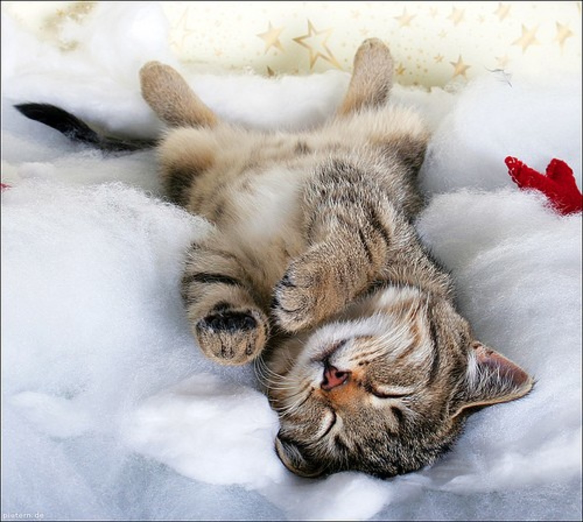 Sleeping Beauty - Love Meow