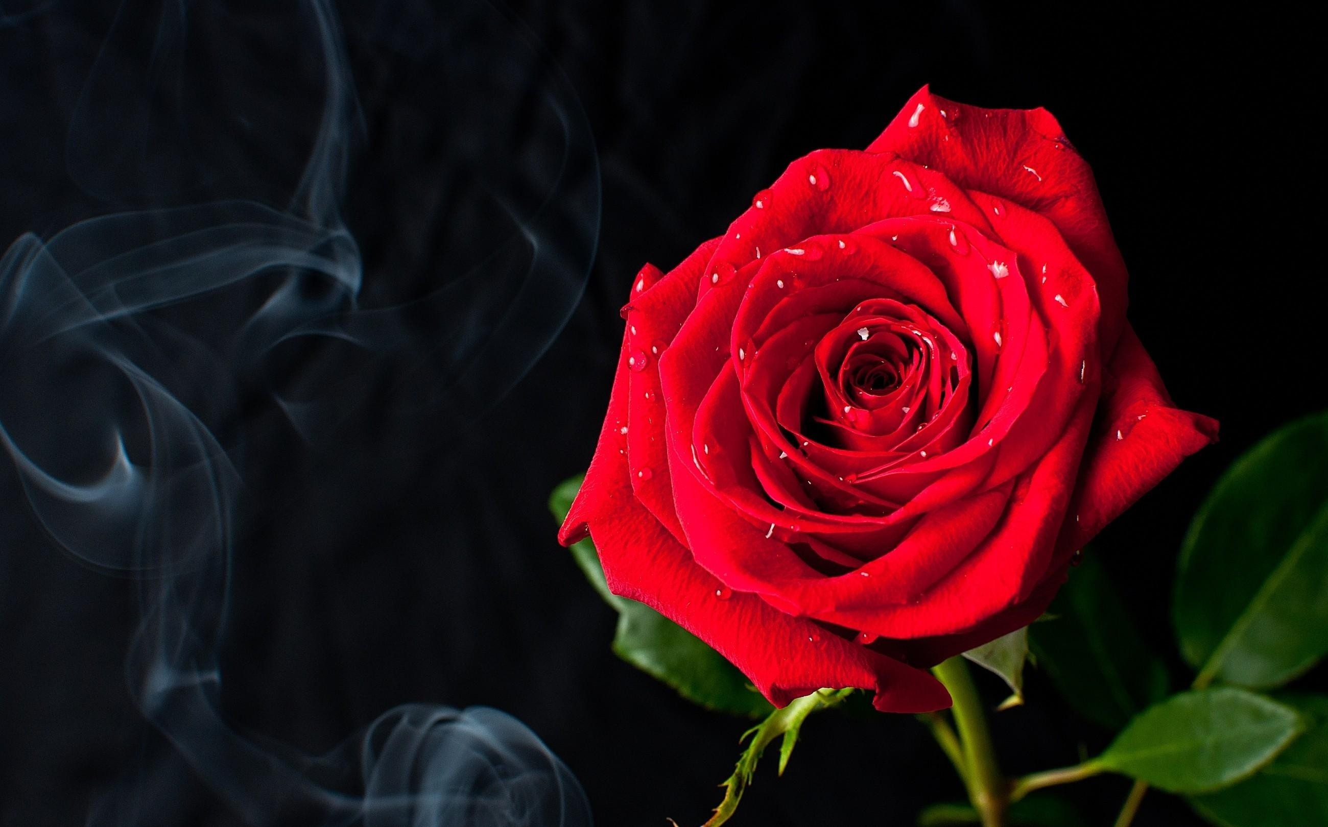 Flowers: Red Rose Smoke Flowers Beautiful Nature Passion World ...