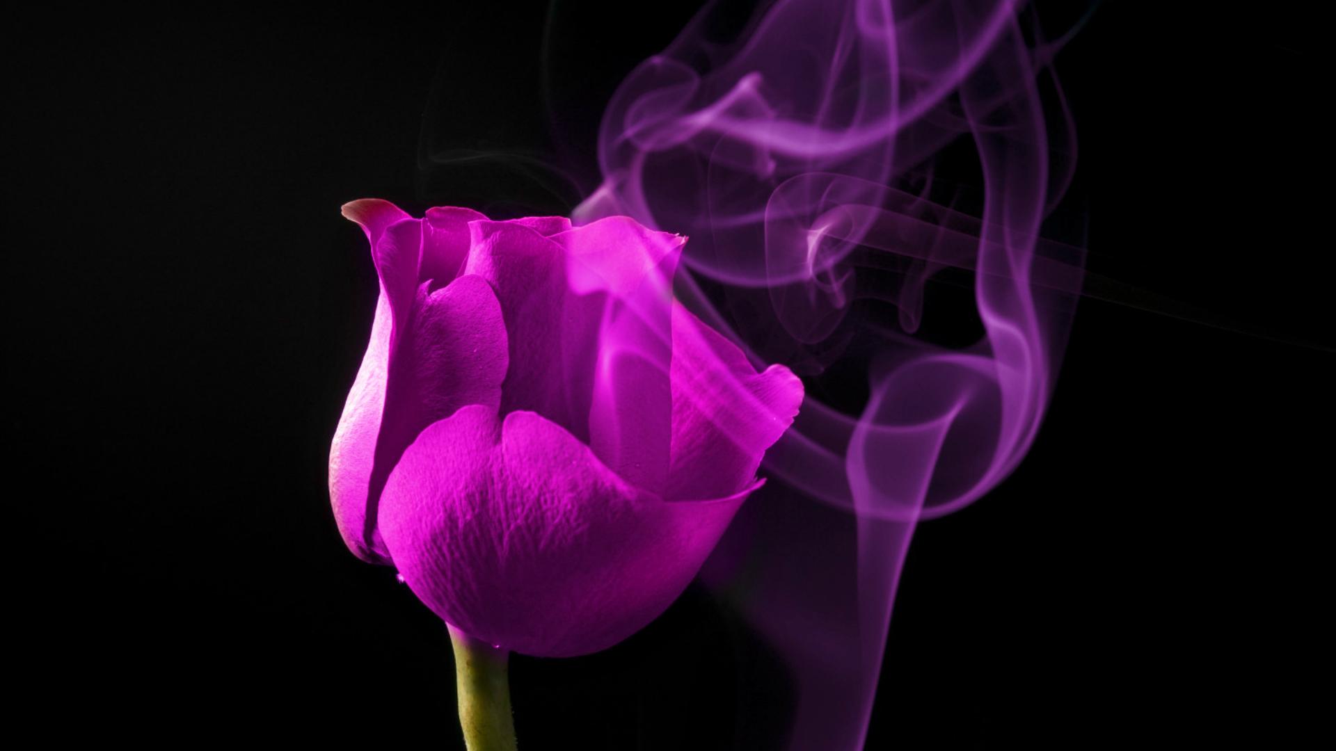Beautiful Purple Rose Smoke Wallpaper