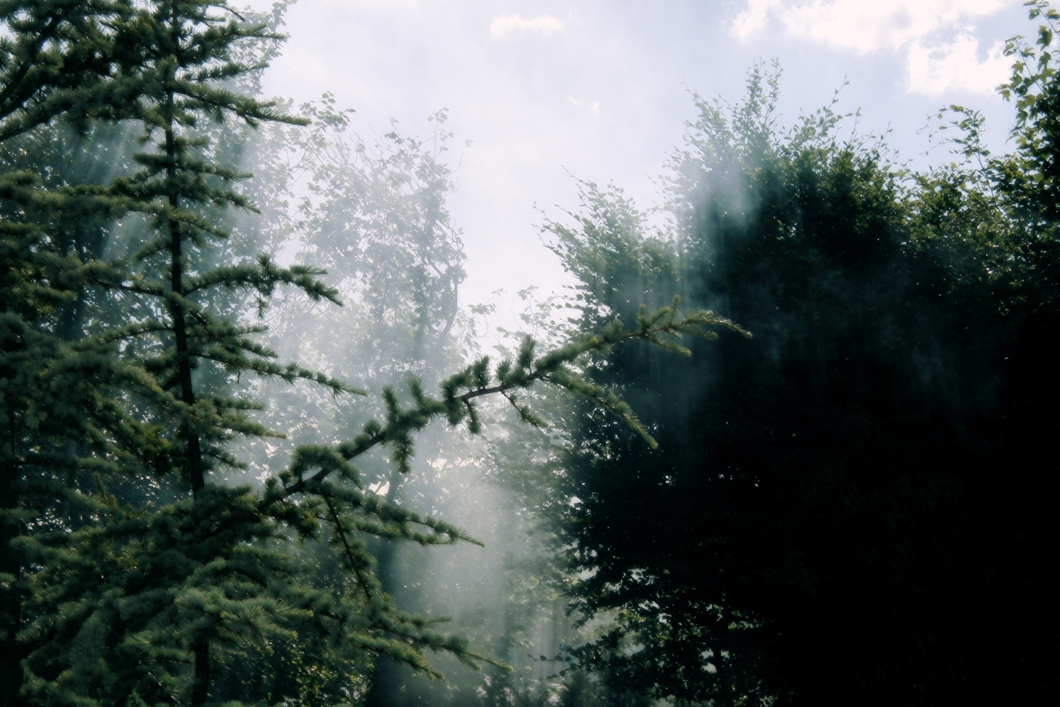 Forest Foggy Steamy Magical Trees Bream Nature Sun Fog Vapour Tree ...