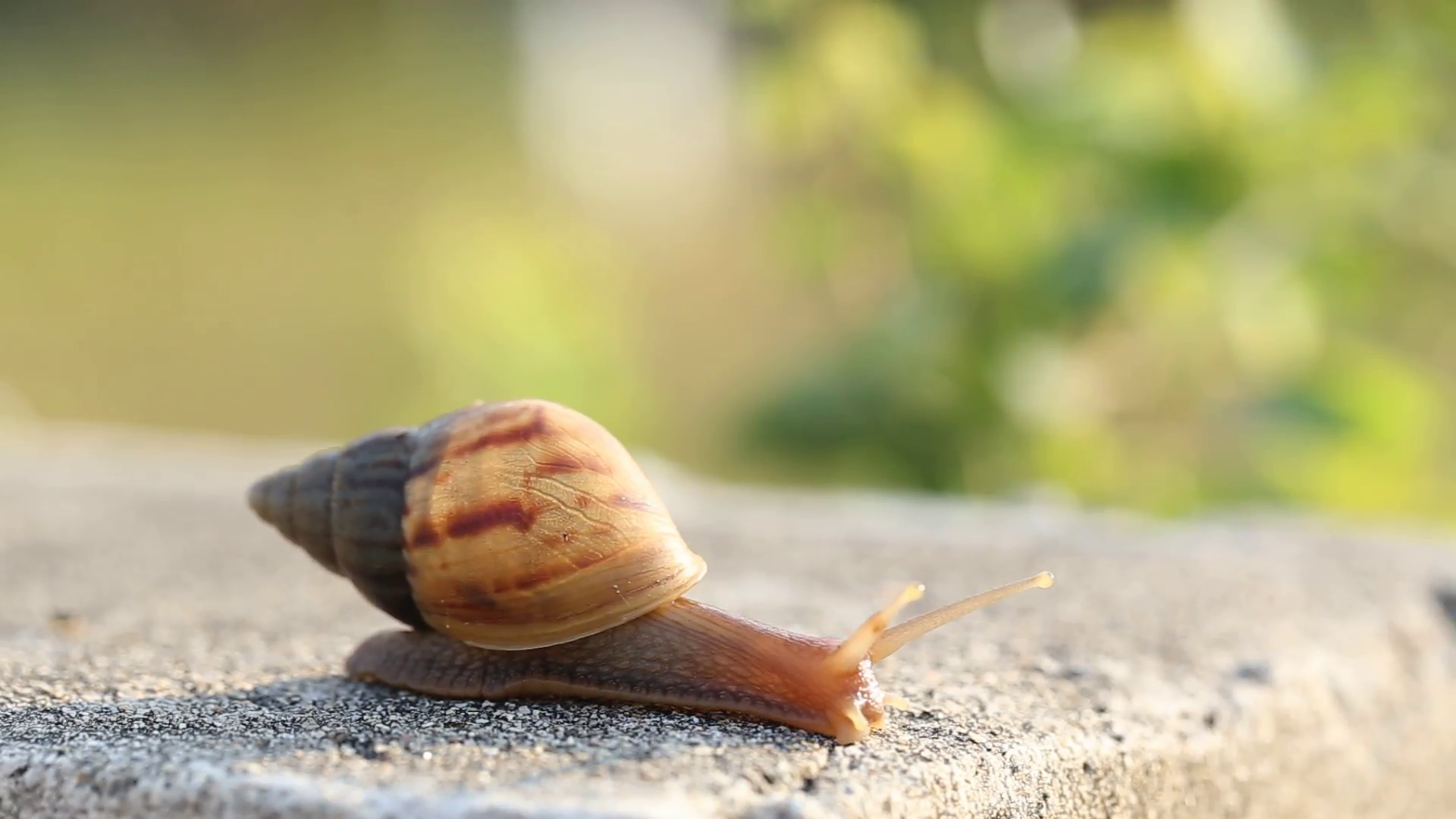 Beautiful Snail With Mucus In Nature Stock Video Footage - VideoBlocks