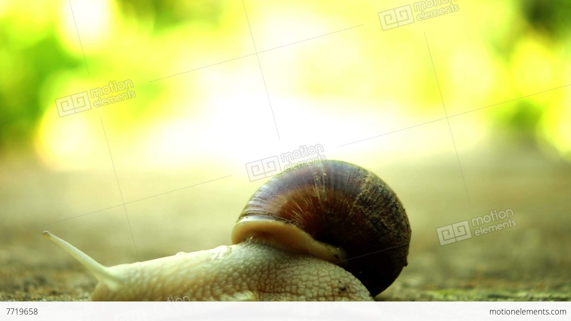Beautiful Snail With Mucus In Shell Crawling In Nature Stock video ...
