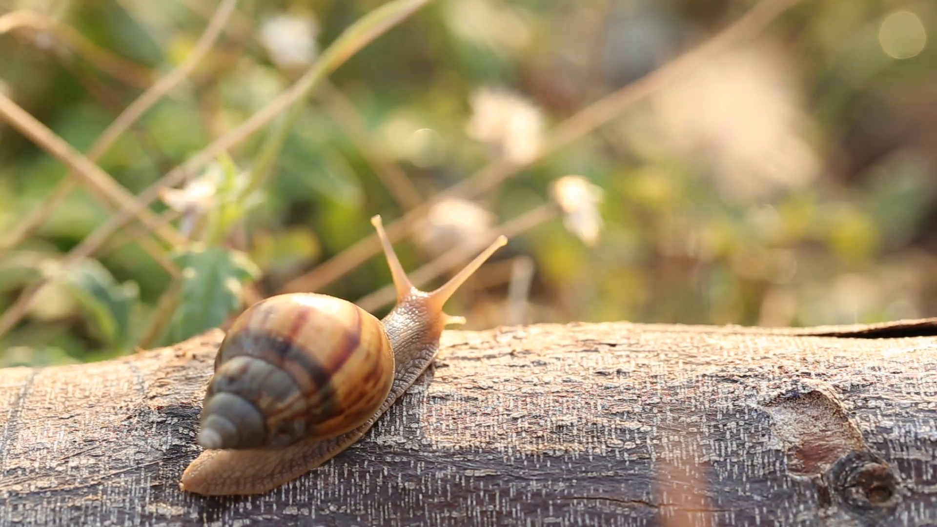 Macro of beautiful snail on wood in nature. Stock Video Footage ...