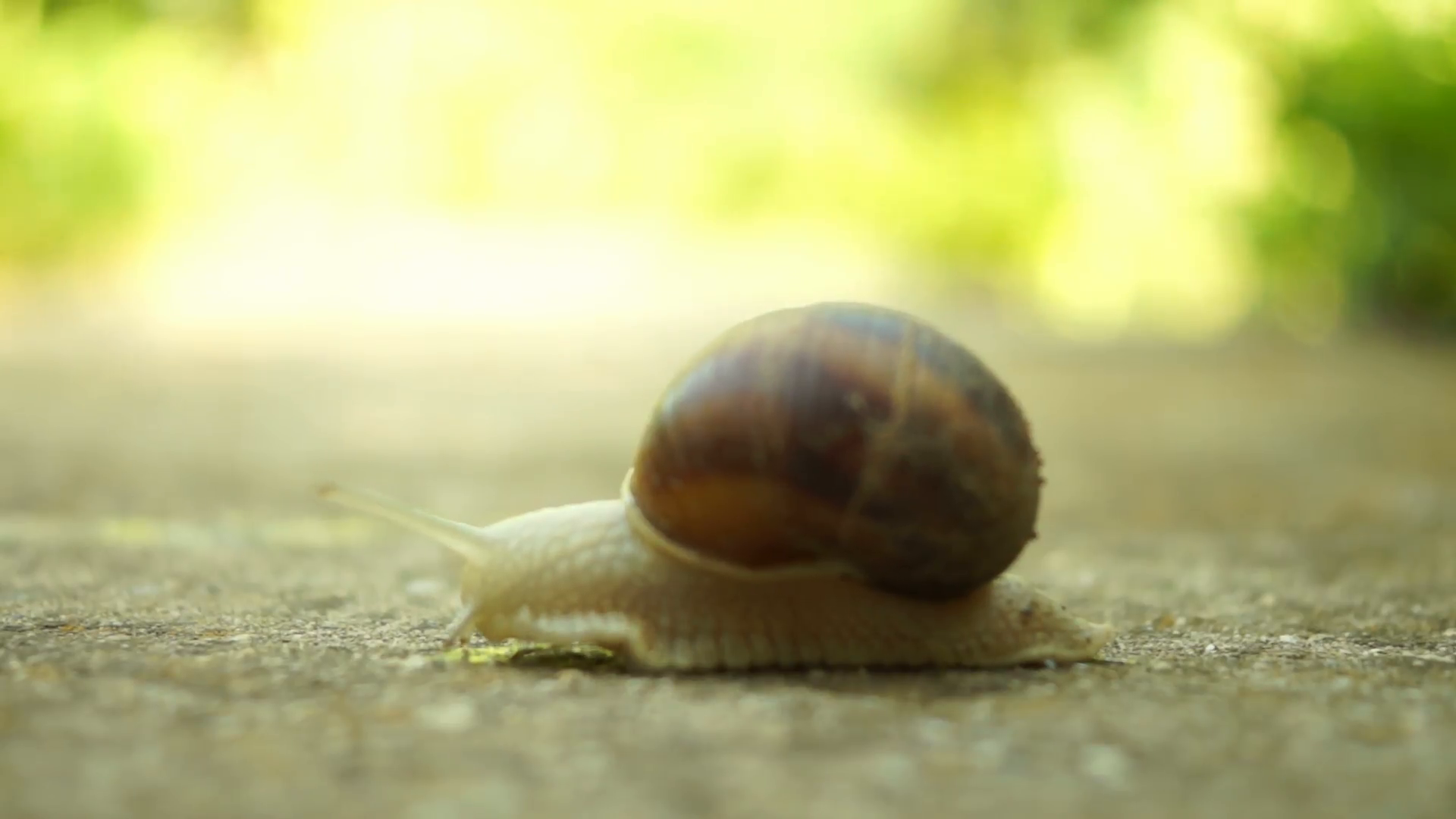 Beautiful Snail Crawling In Nature, Tilt Shell Stock Video Footage ...
