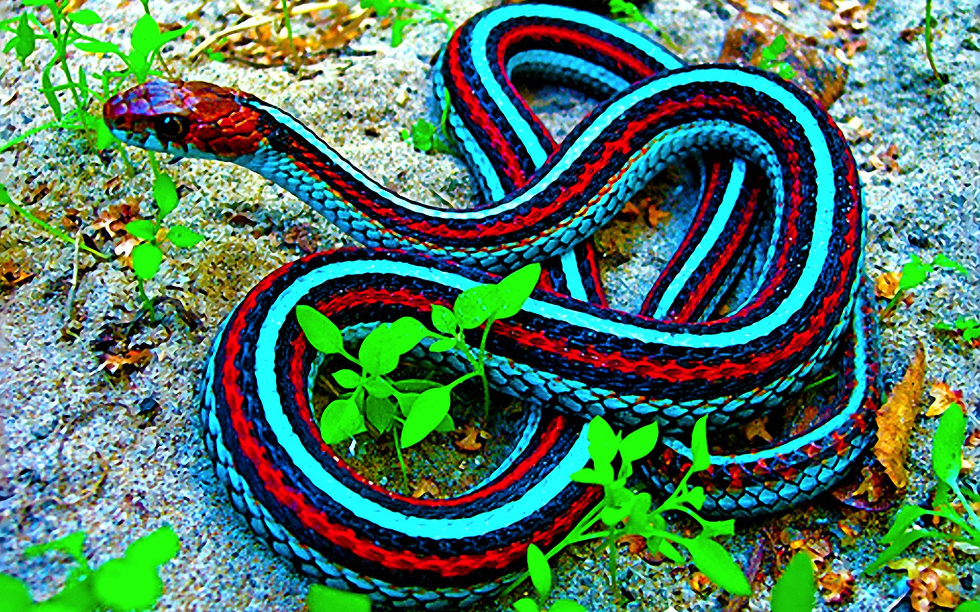 snakes images Snake HD wallpaper and background photos (40437514)
