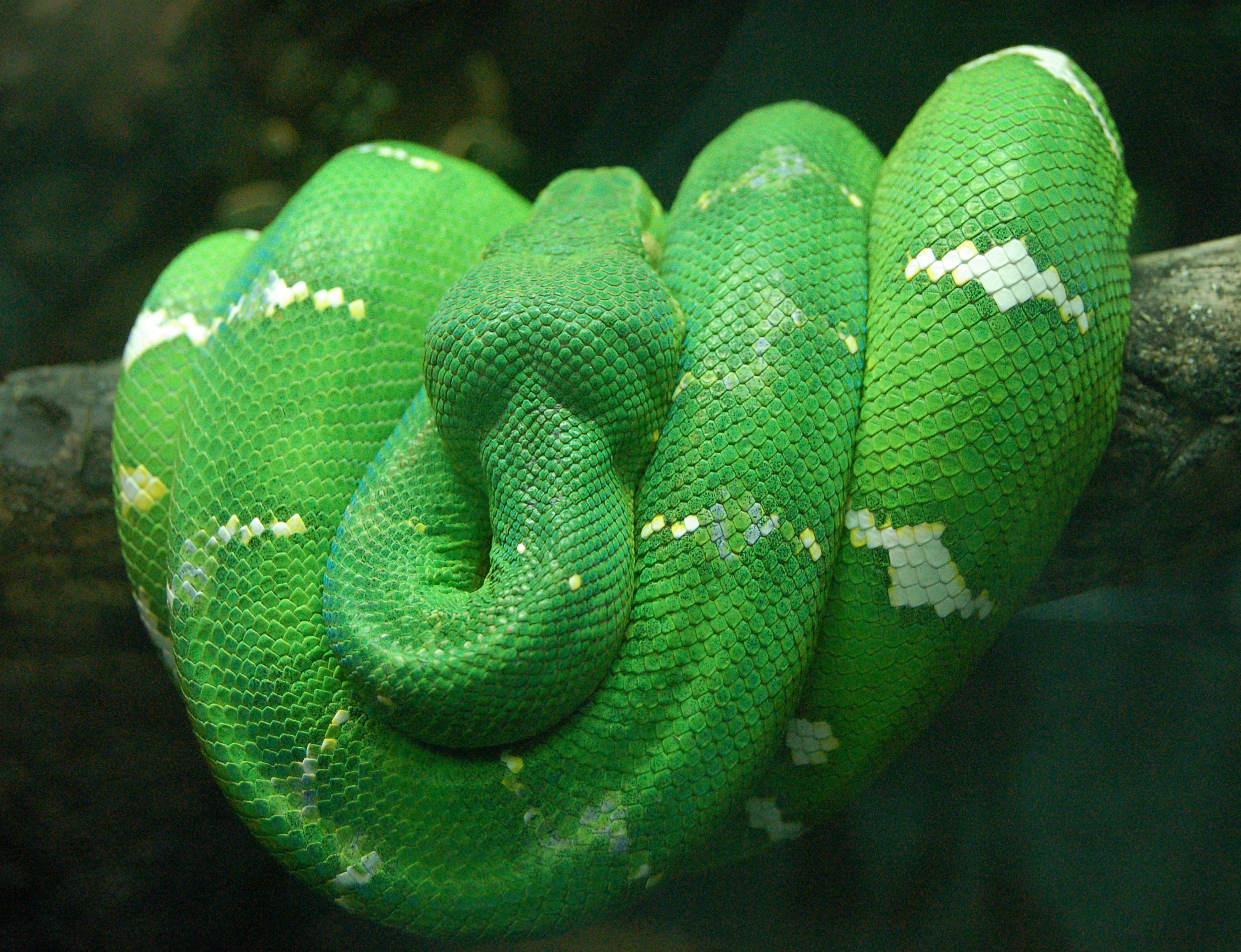 Top 10 Most Beautiful Snakes on Earth