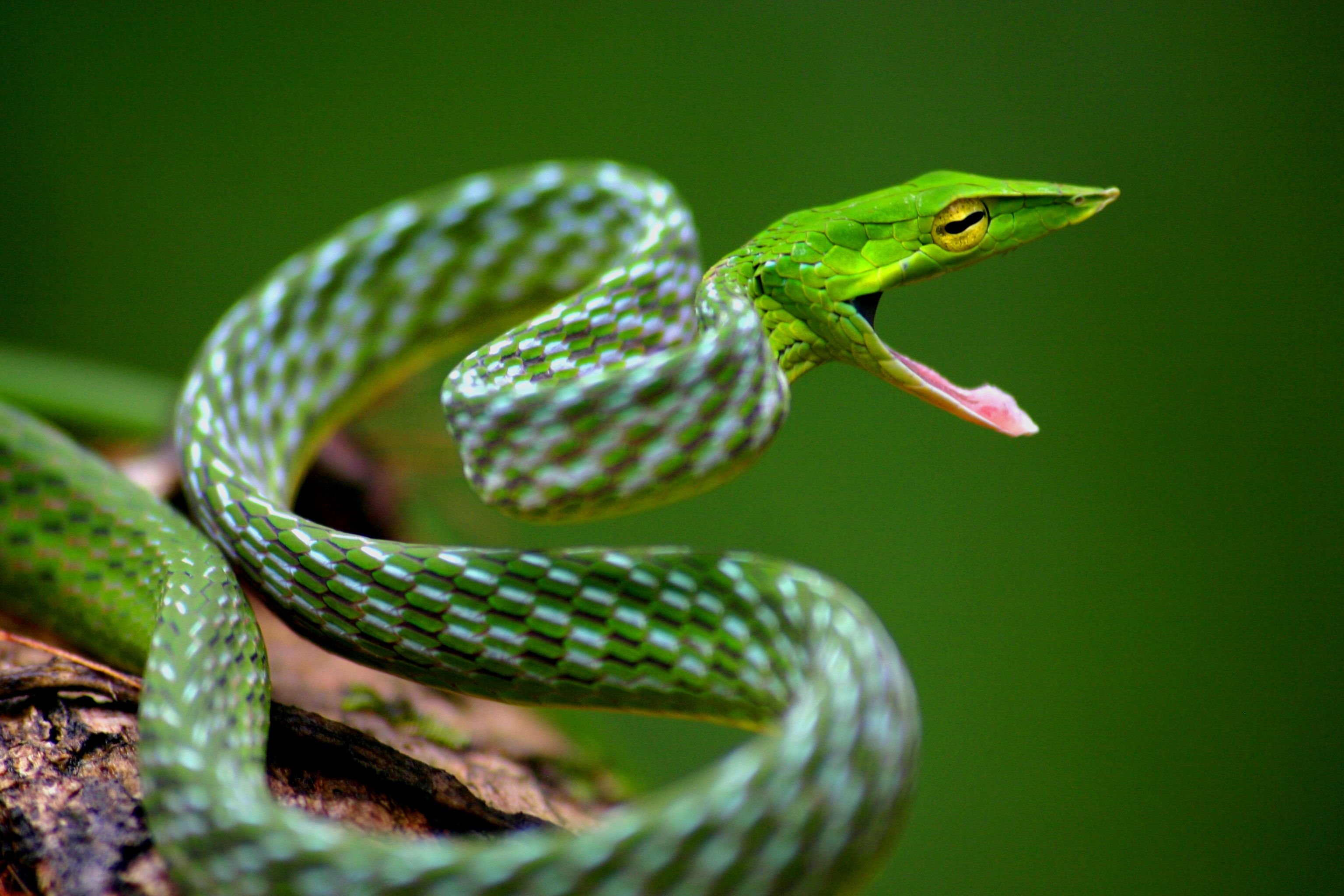 World's most beautiful snakes...........!!! — Steemkr