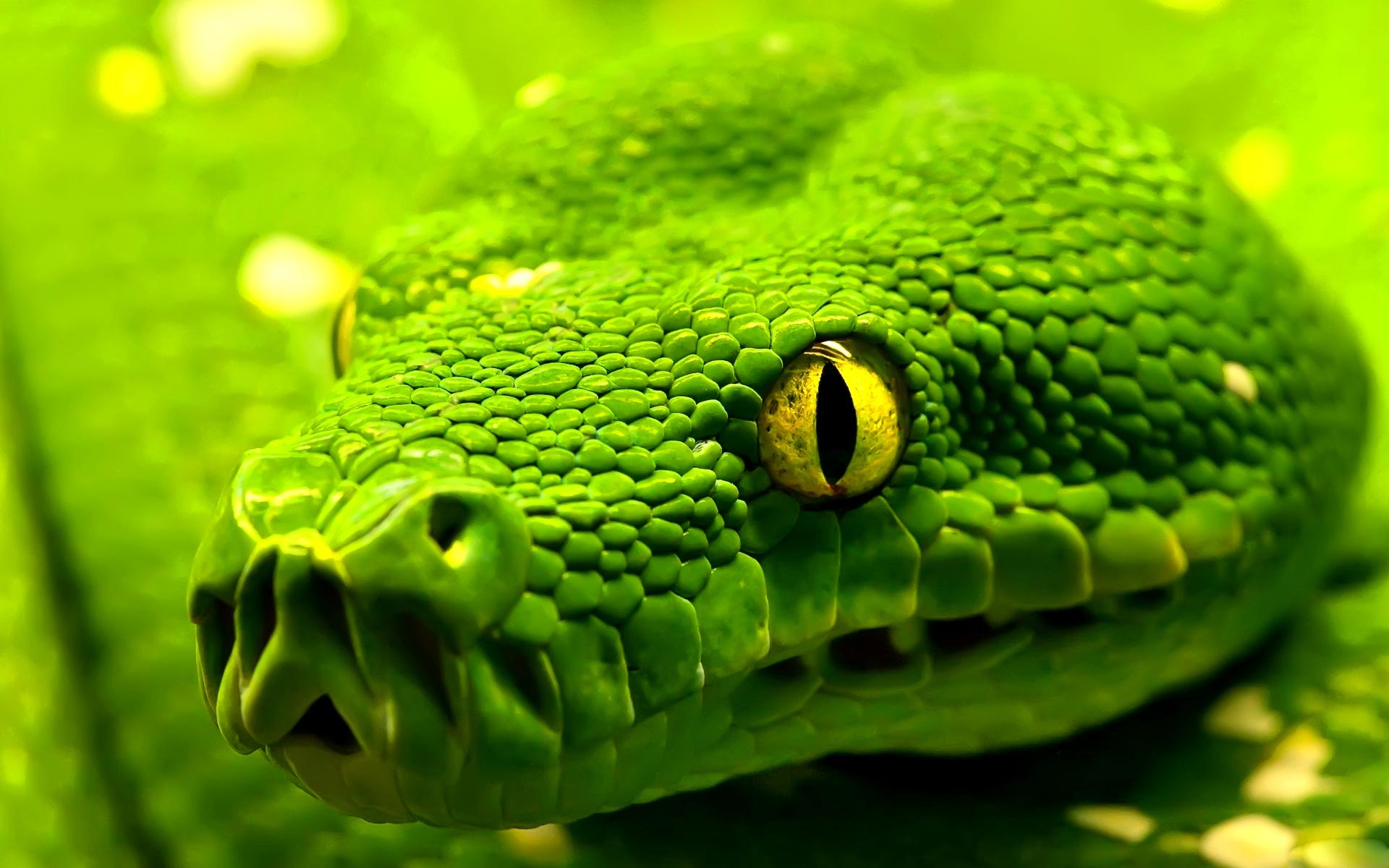 Green snake photo