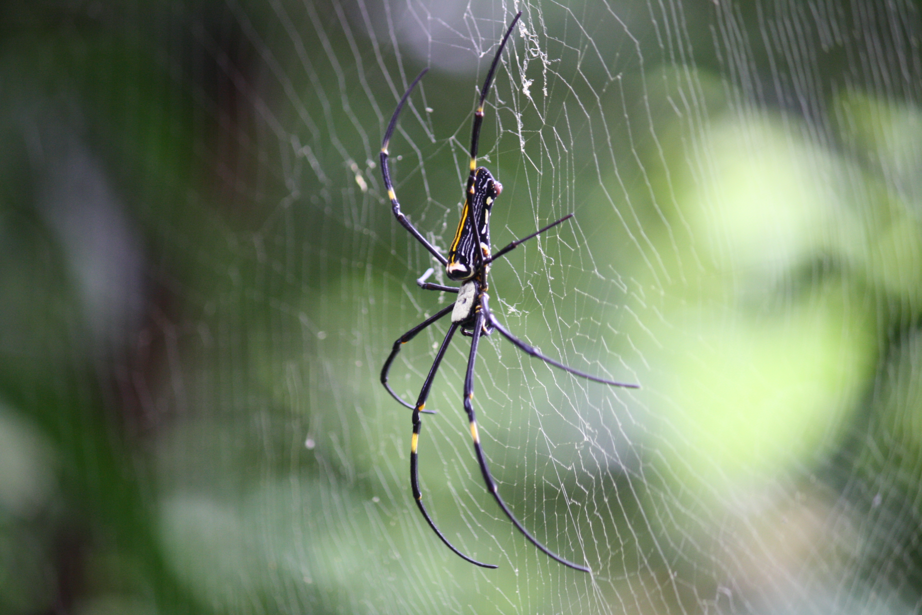 Beautiful spider photo