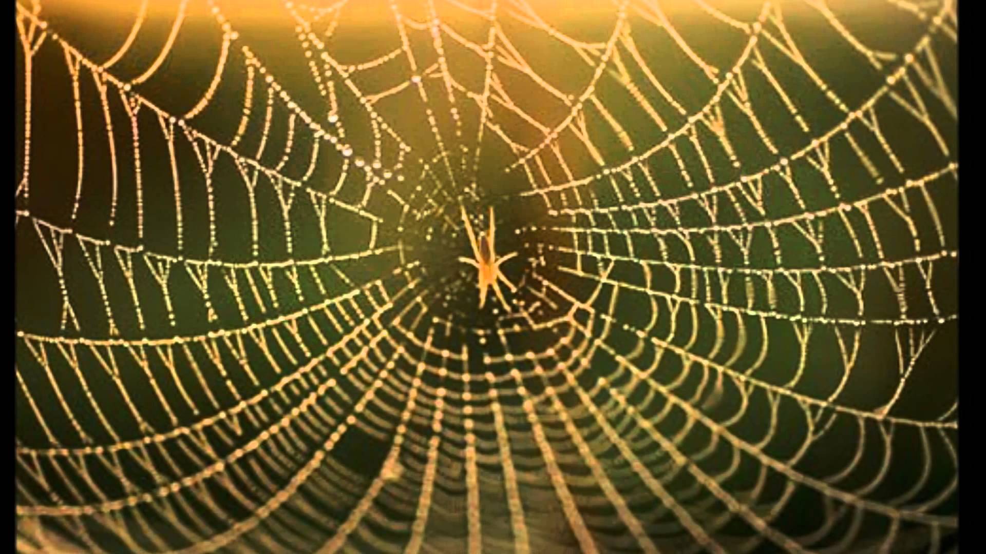 Beautiful Spider web - YouTube