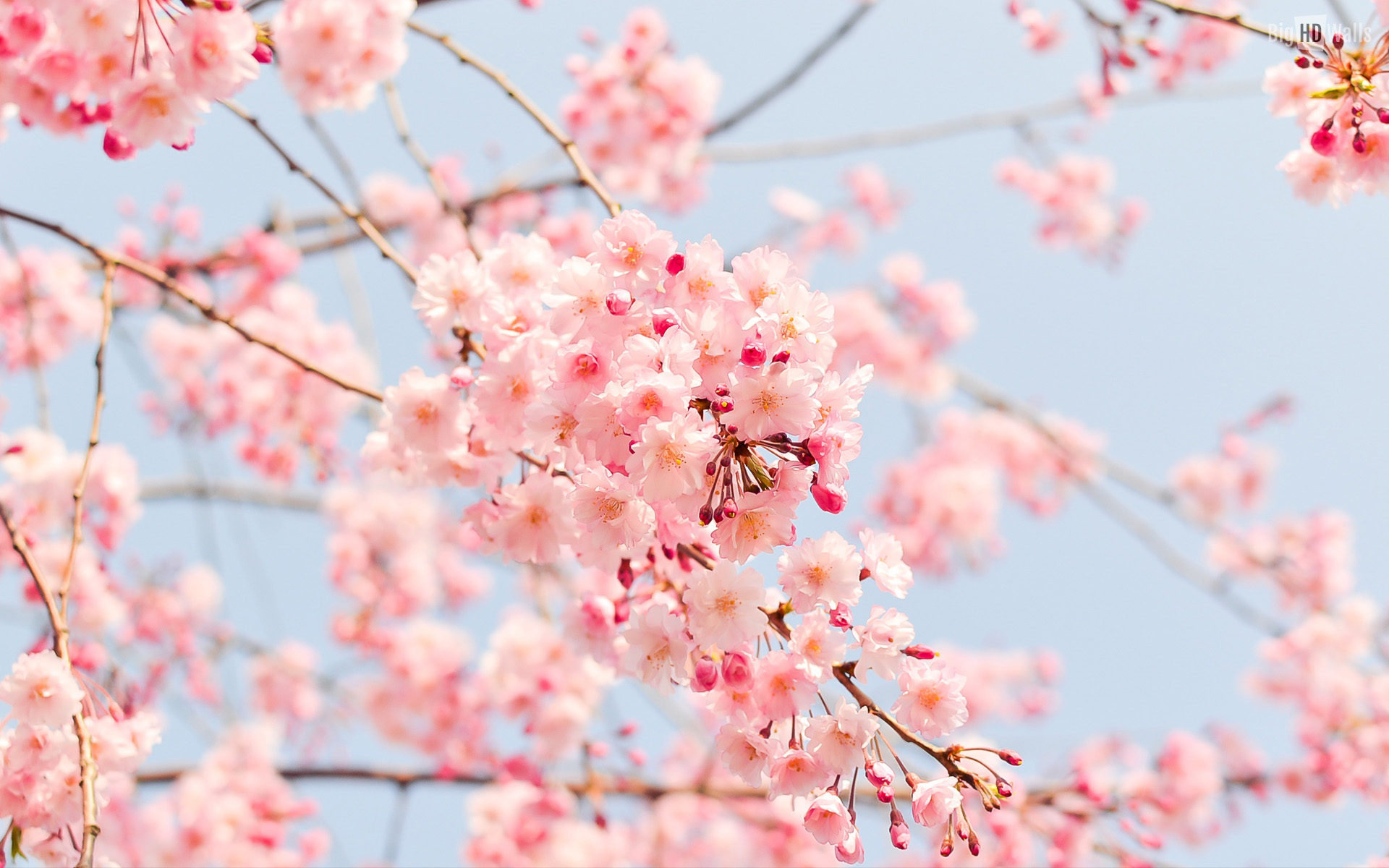 Beautiful spring flowers HD Wallpaper | BigHDWalls
