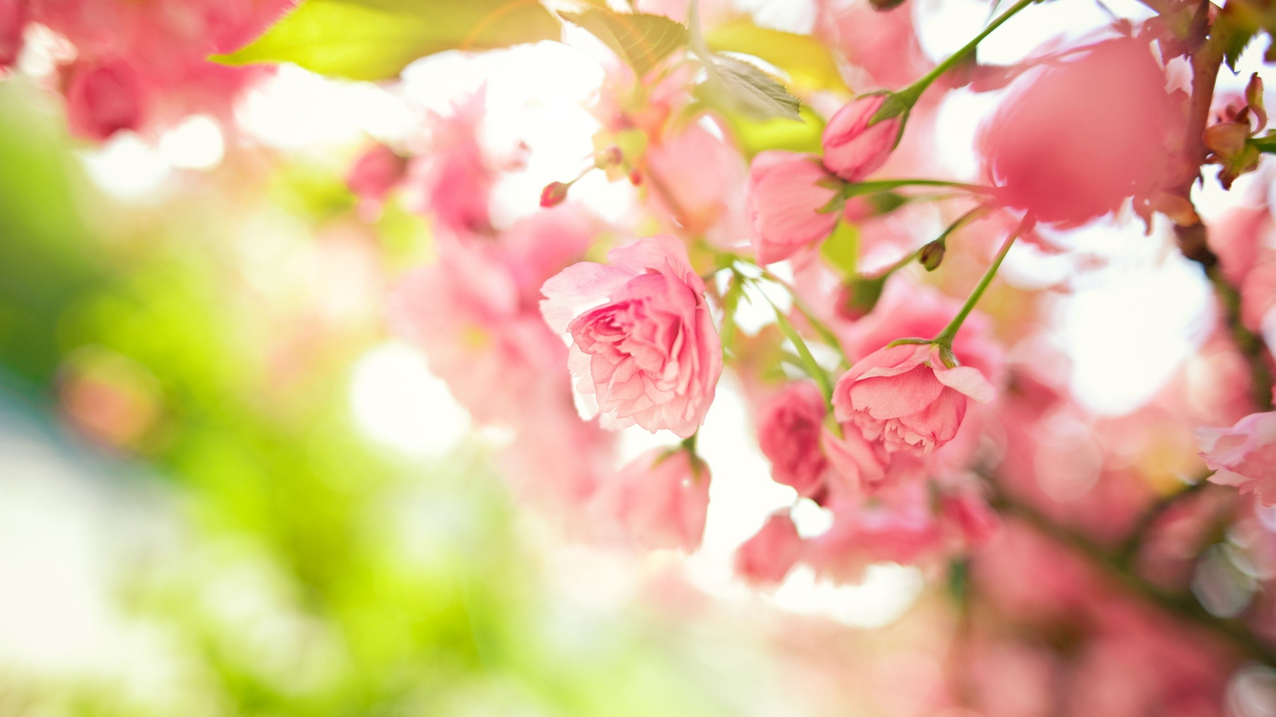 Flower: Beautiful Spring Flowers Nature Pink Bush Flower Hd 4k for ...