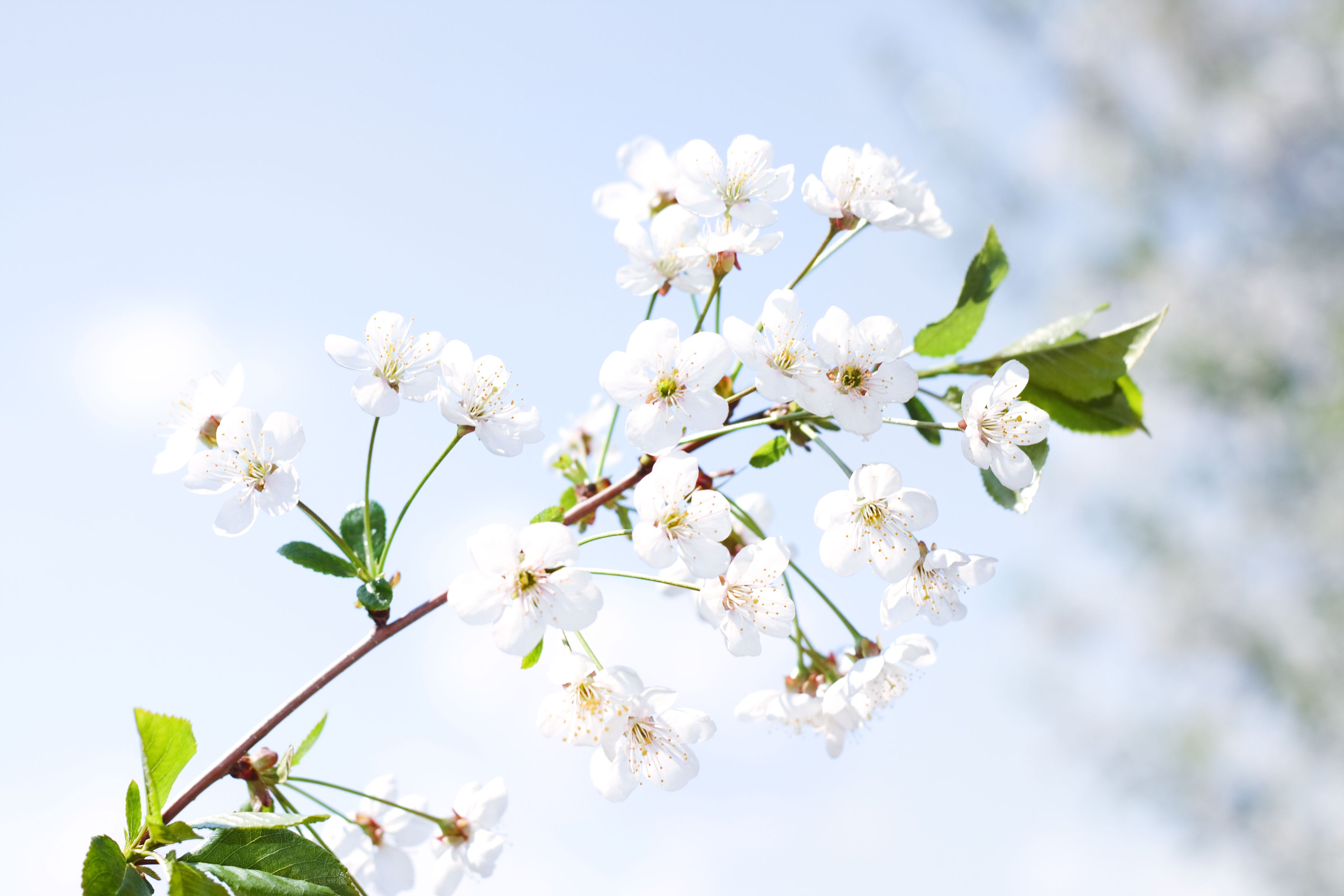 Free photo: Beautiful Spring Flowers - Flower, Foliage, Fresh - Free