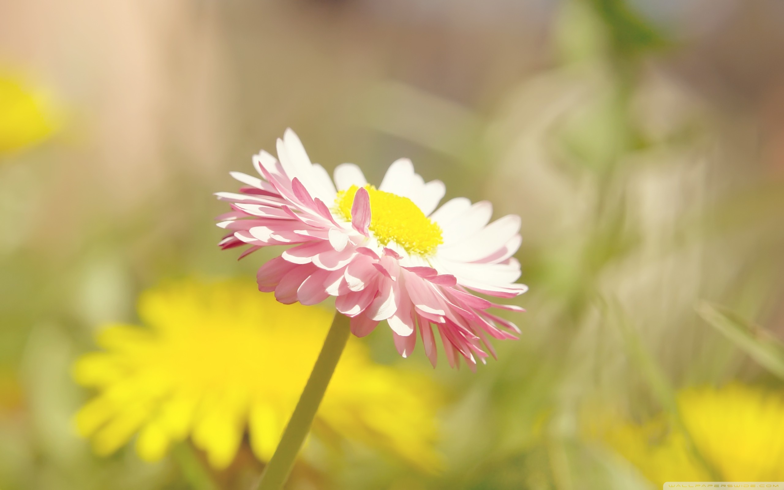 Beautiful Summer Flower ❤ 4K HD Desktop Wallpaper for 4K Ultra HD ...