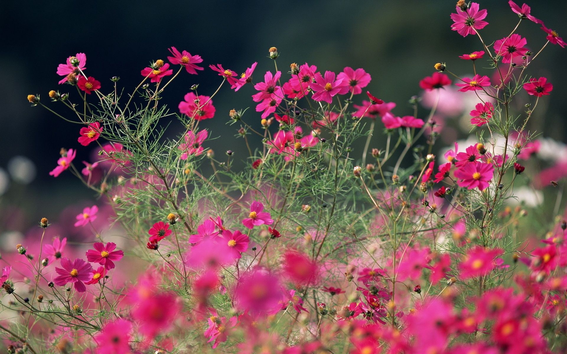 Summer Flowers HD Wallpapers - THIS Wallpaper