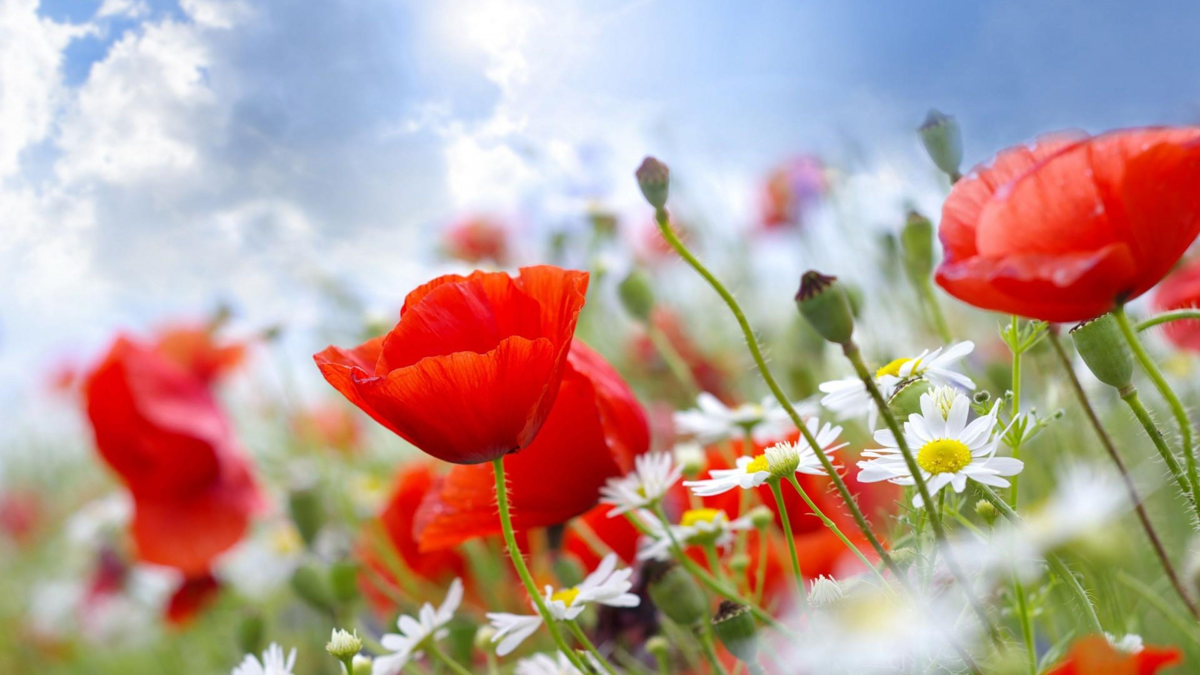 3840x2160 Wallpaper poppies, daisies, field, sky, blur, summer ...