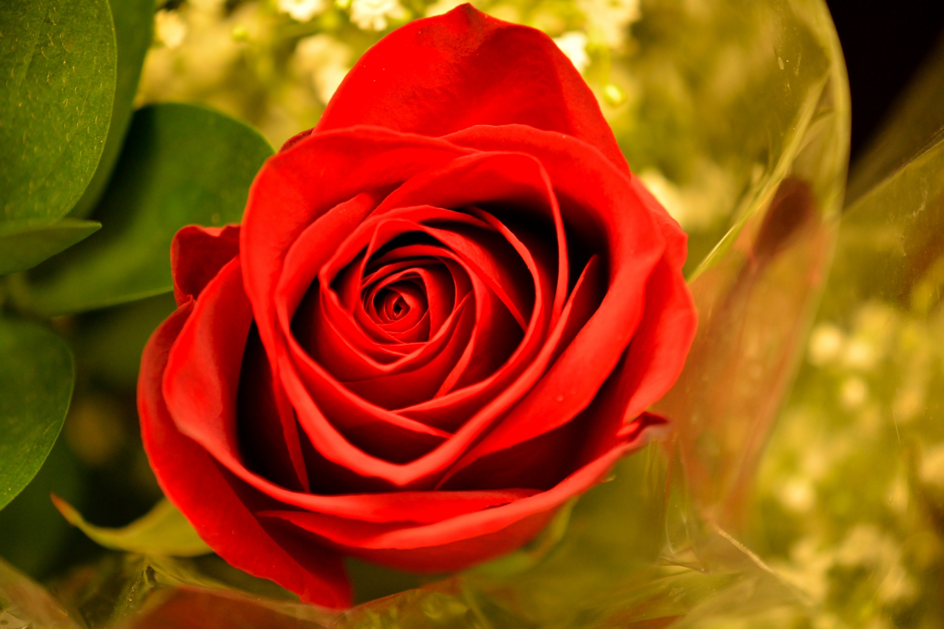 Flower: Beautiful Red Thorn Roses Rose Pretty Flower Wallpaper ...