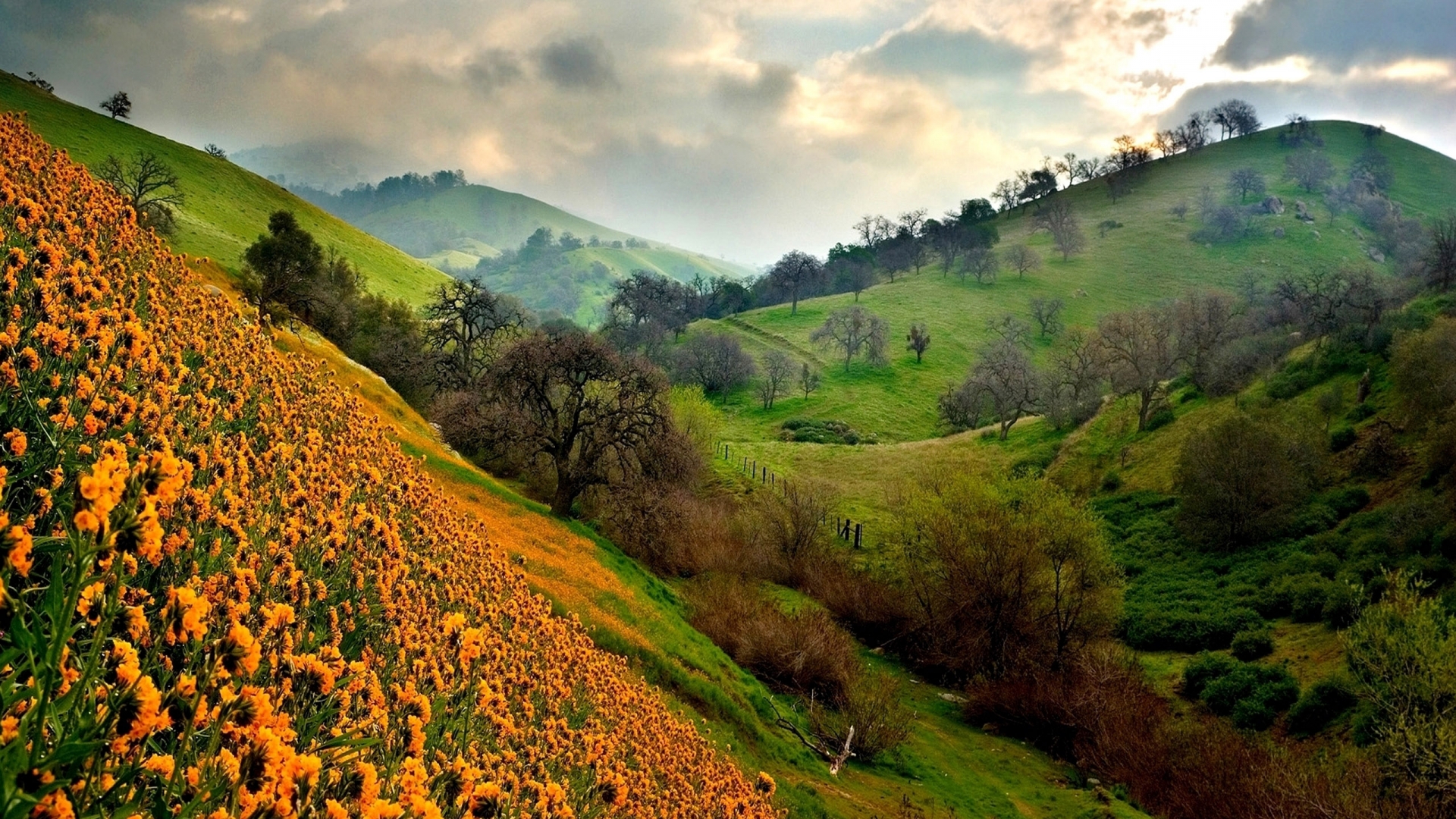 Beautiful Valley Of Flowers Nature Photography #1787 Wallpaper | Dexab