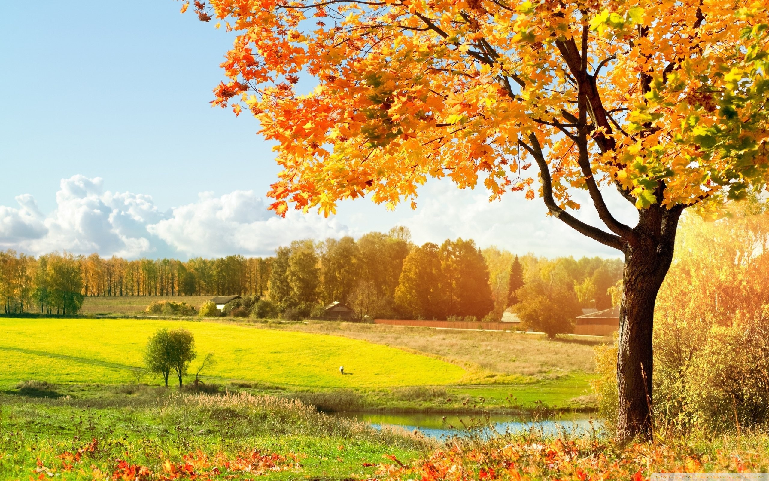 A Beautiful View Of Colorful Autumn Trees ❤ 4K HD Desktop Wallpaper ...