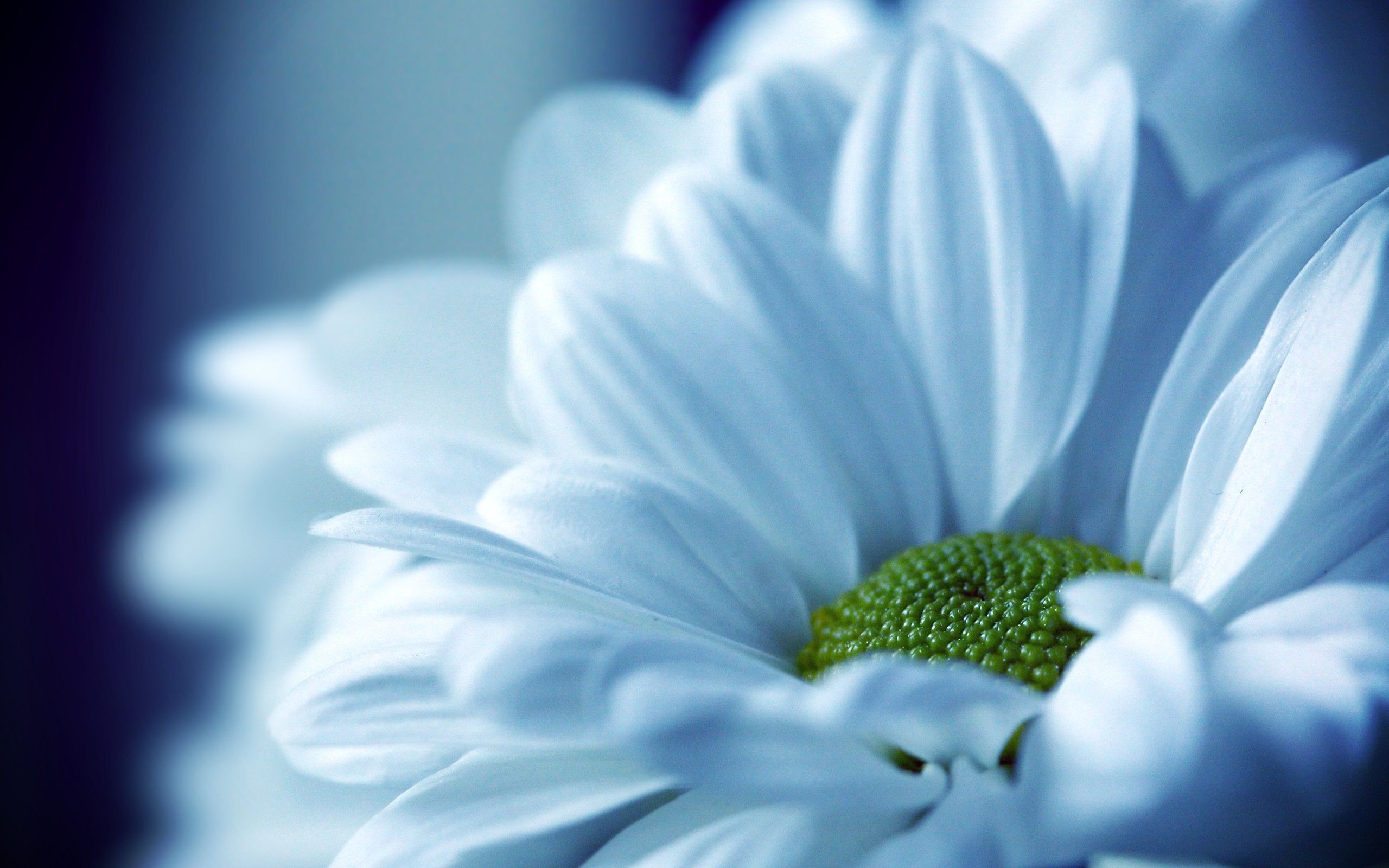 Find out: Beautiful White Flower Petals wallpaper on http ...