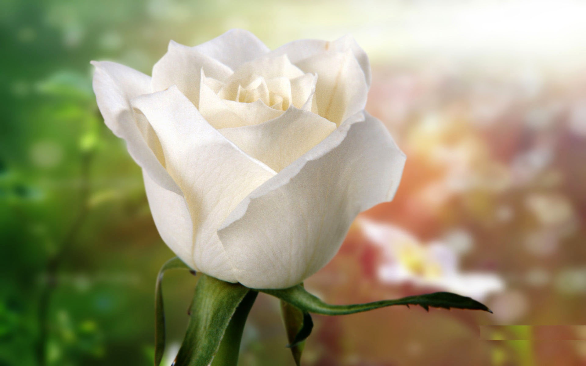 Beautiful white flowers wallpapers o | HD Wallpapers | Pinterest ...