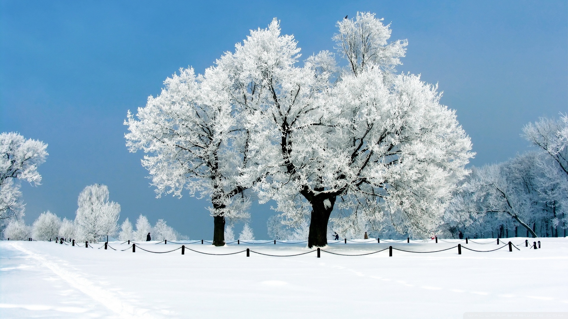 White Tree - Winter ❤ 4K HD Desktop Wallpaper for 4K Ultra HD TV ...