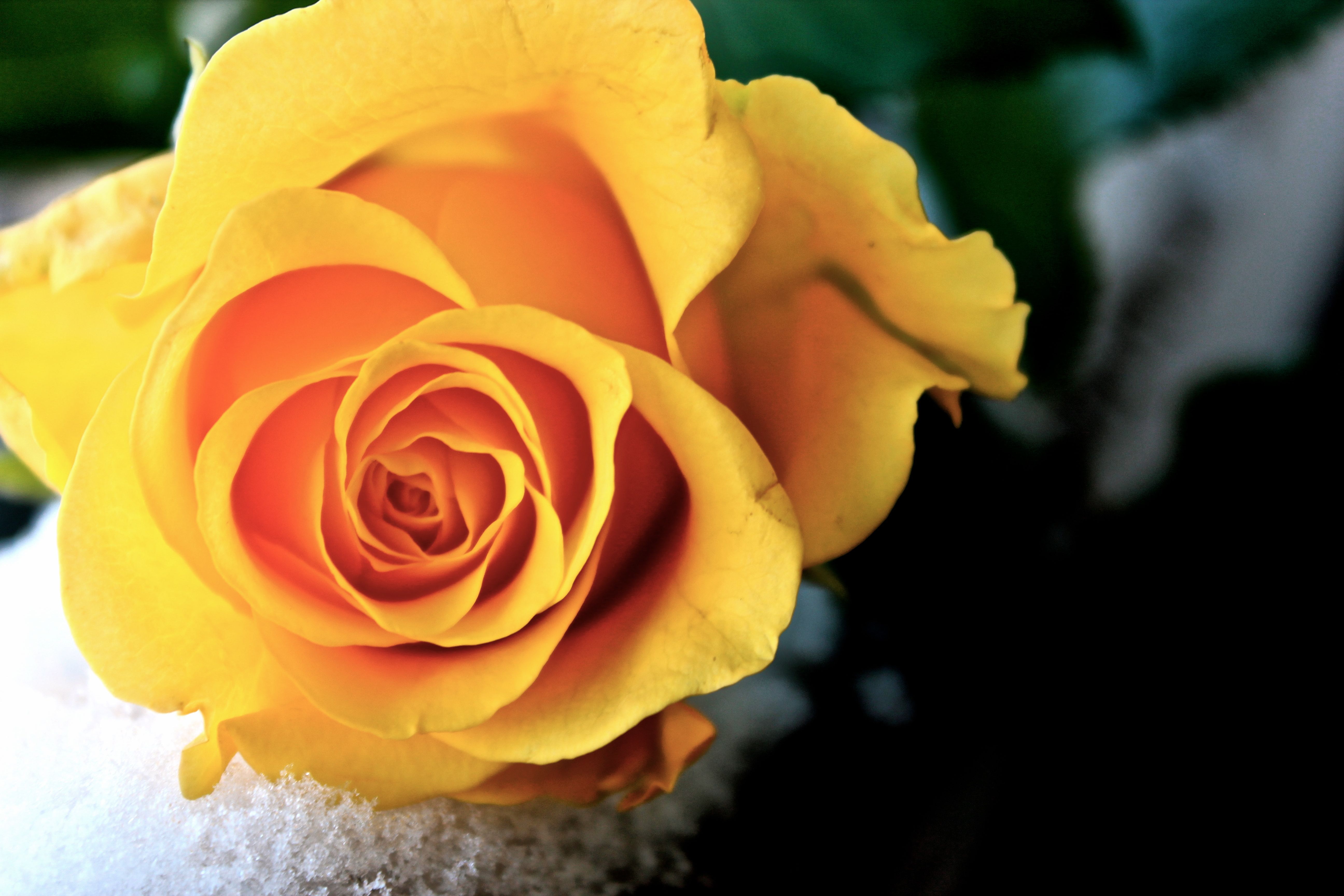 Beautiful Yellow Rose by Marydos1997 on DeviantArt