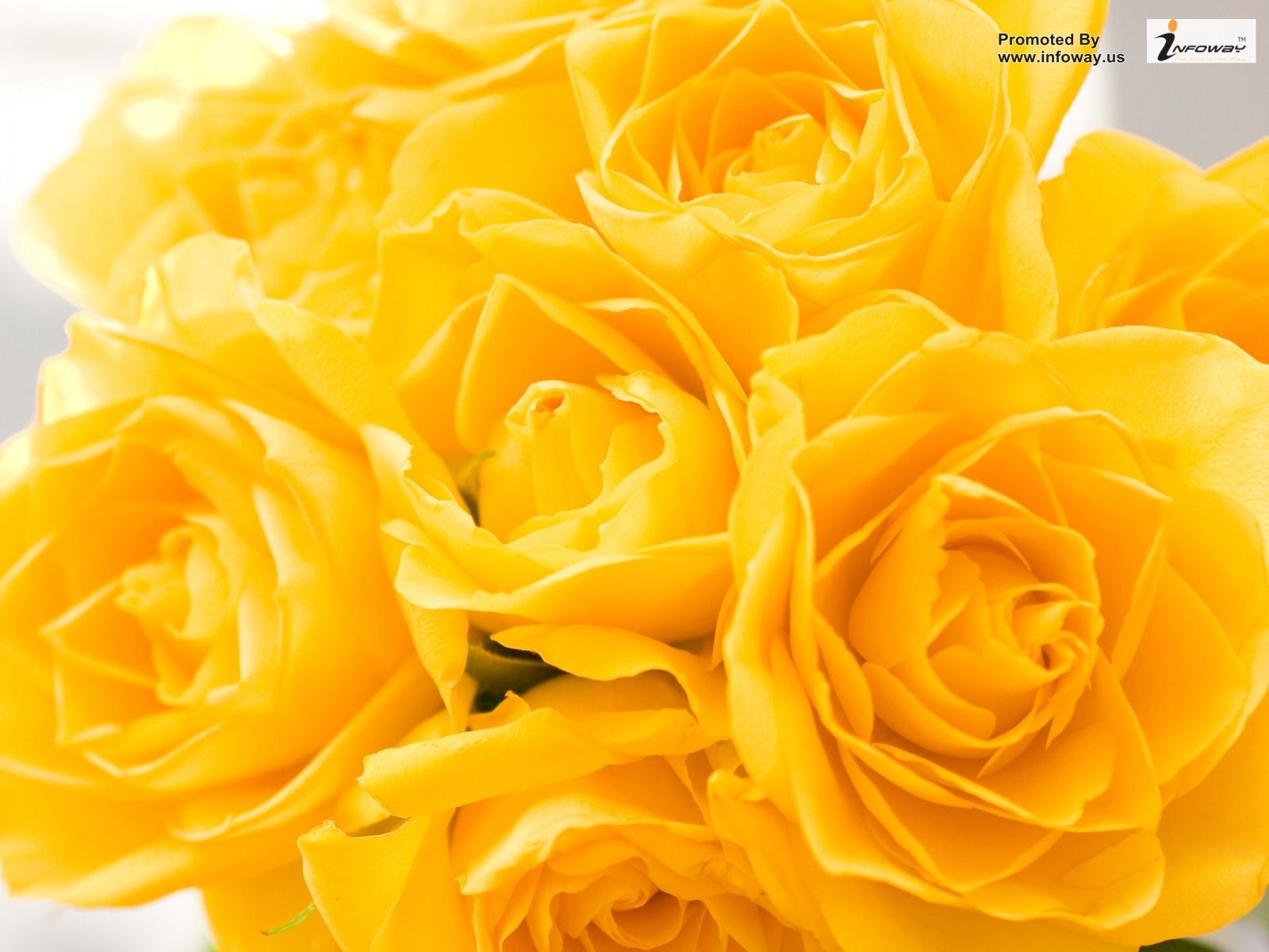 Beautiful Yellow Rose Wallpaper....For any query email: sales ...