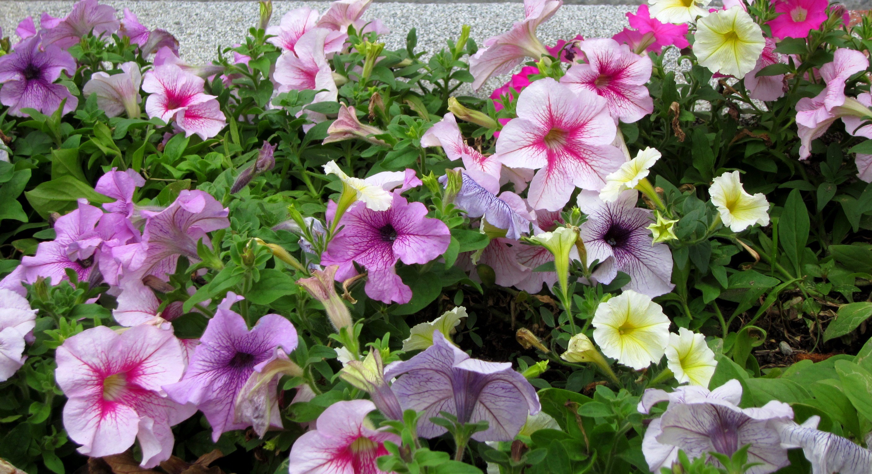 Flower: Colorful Petunia Pretty Lovely Center Flower Hd 4k for HD 16 ...