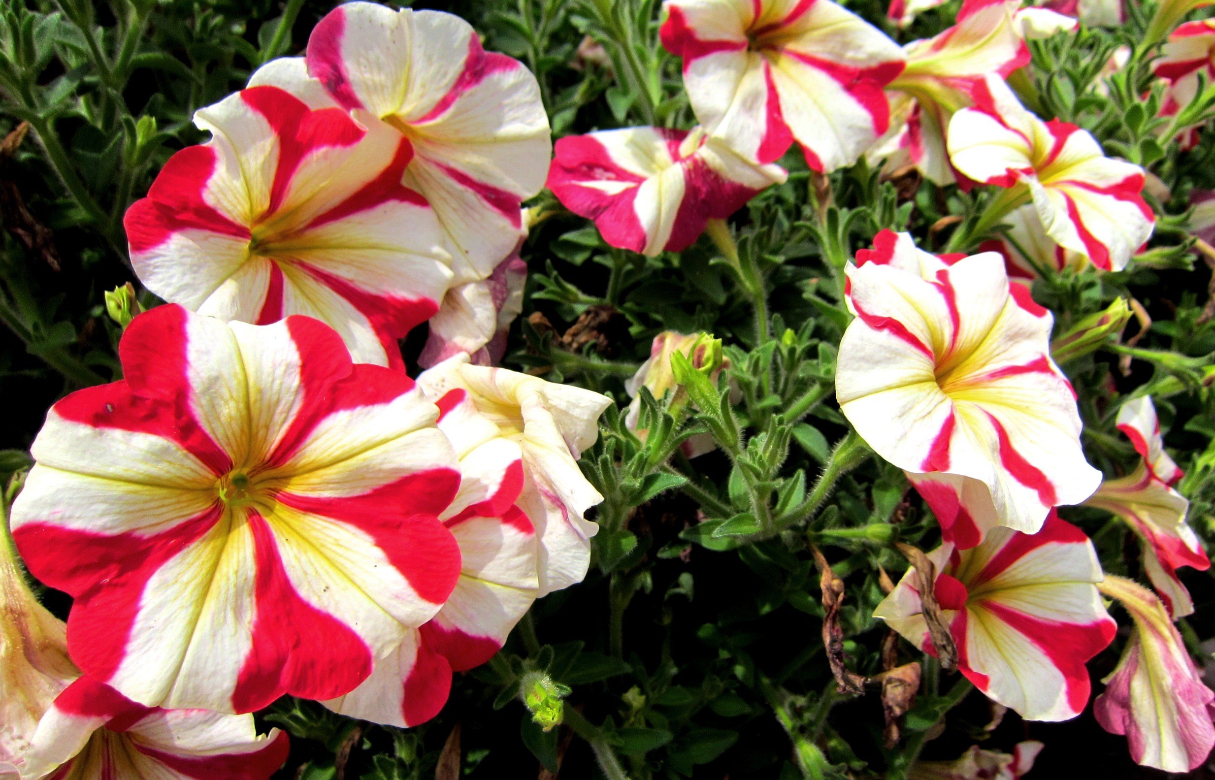 Flower: Common Petunia Colorful Beautiful Vivid Colors Trumpet ...