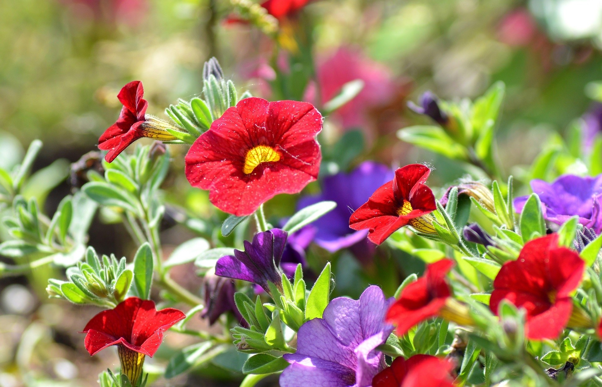 Flower: Colourful Beautiful Nature Petunia Flowers Flower Hd Photo ...