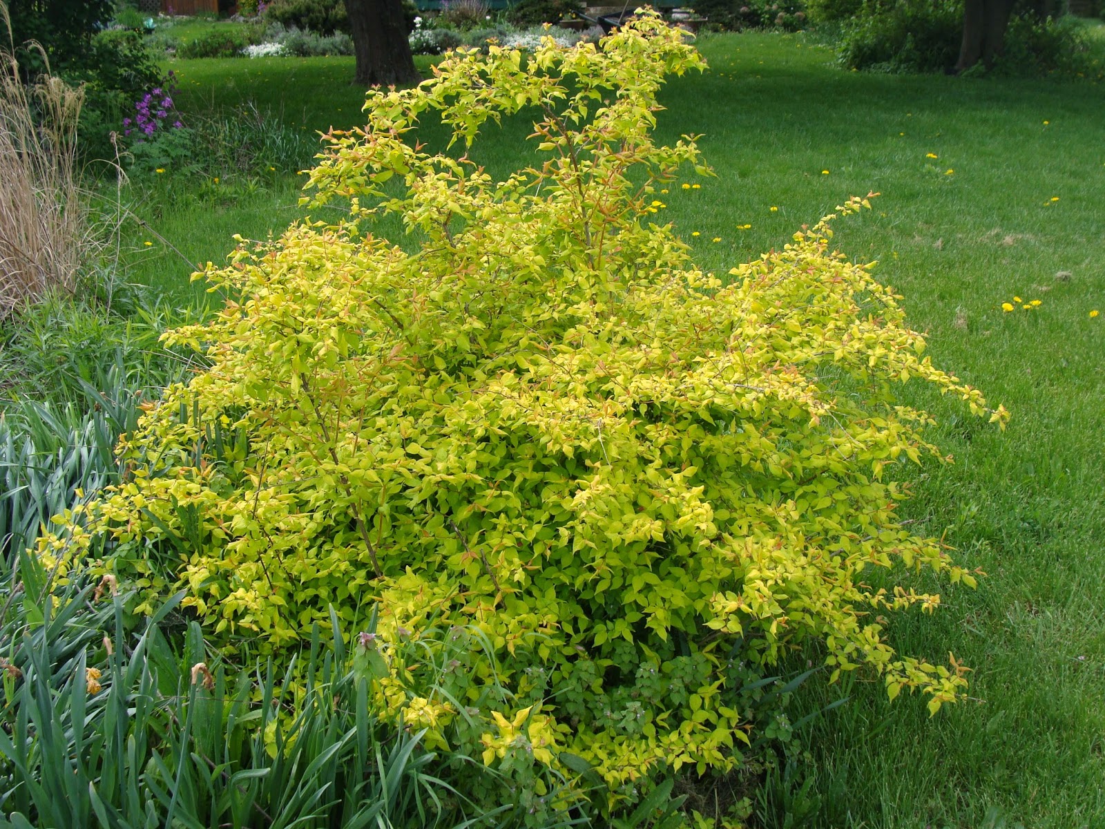 Beauty Bush, Kolkwitzia amabilis - Home Garden Companion