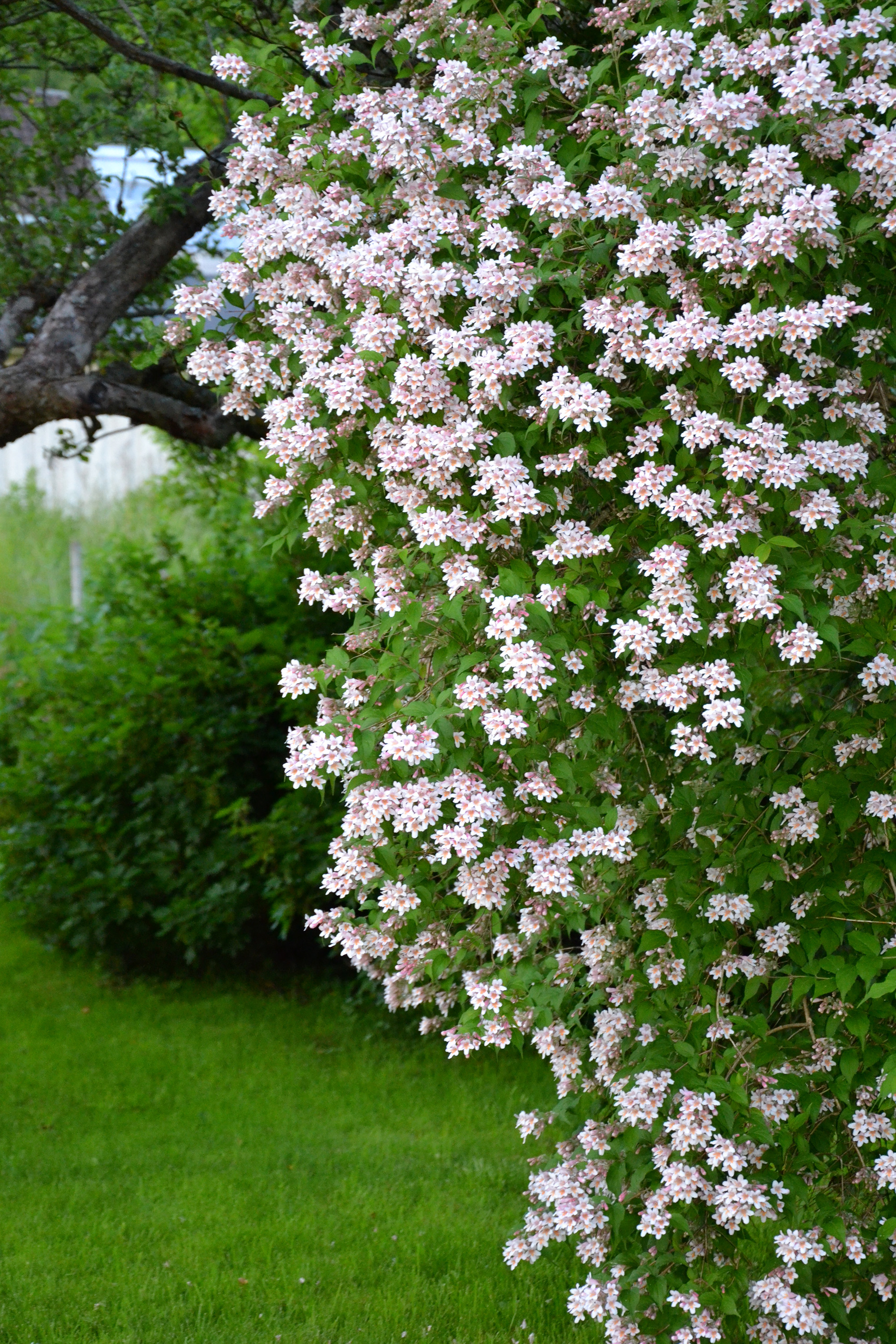 Beauty bush in the garden photo