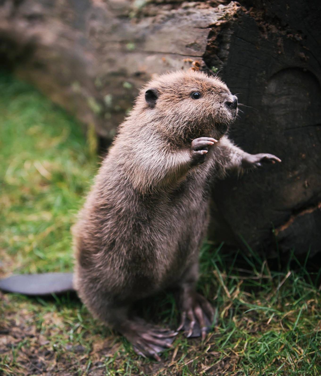 baby beaver reaching out arms | bobry | Pinterest | Baby beaver ...