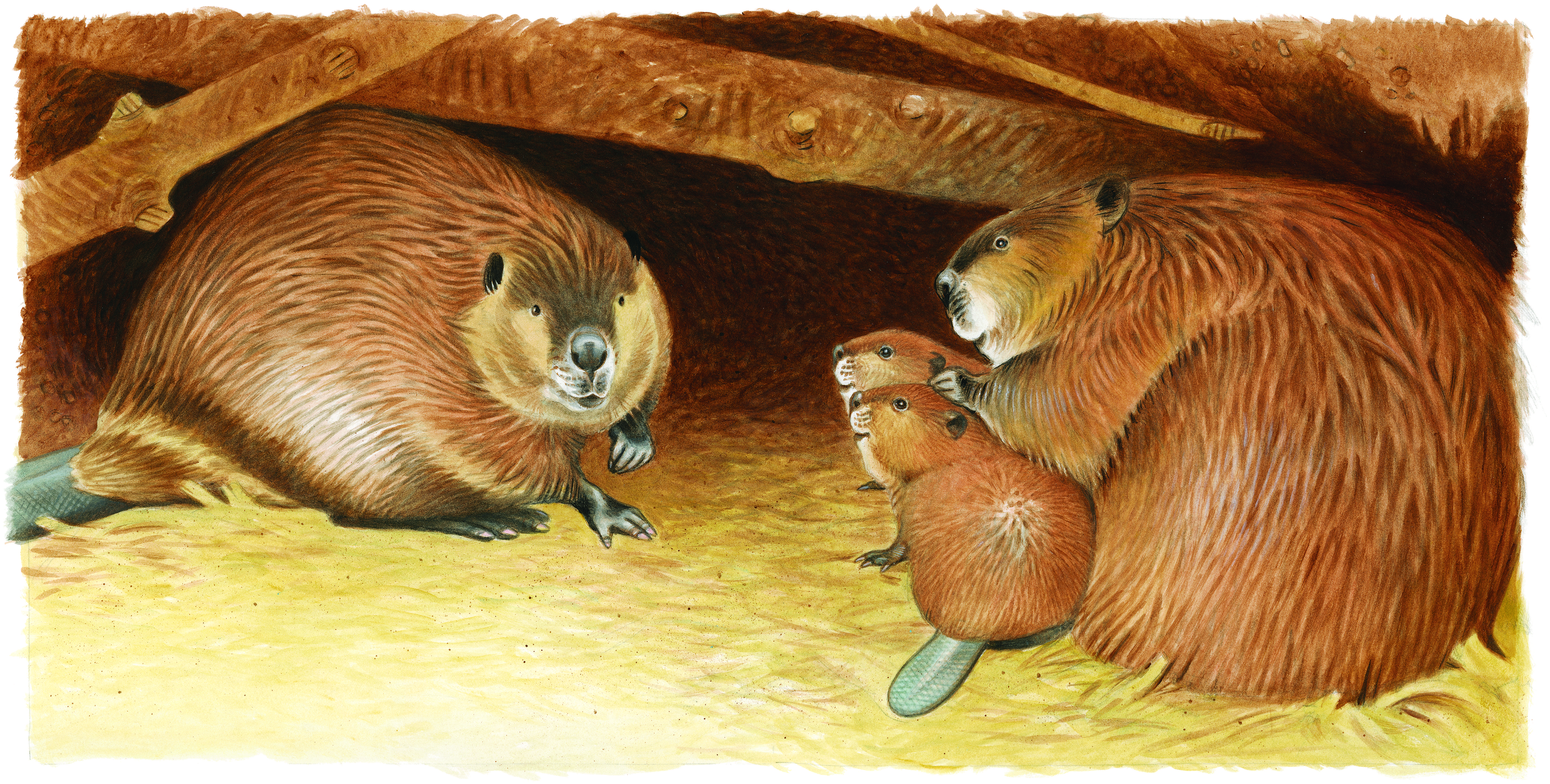 A Beaver Tale | Wayne State University Press