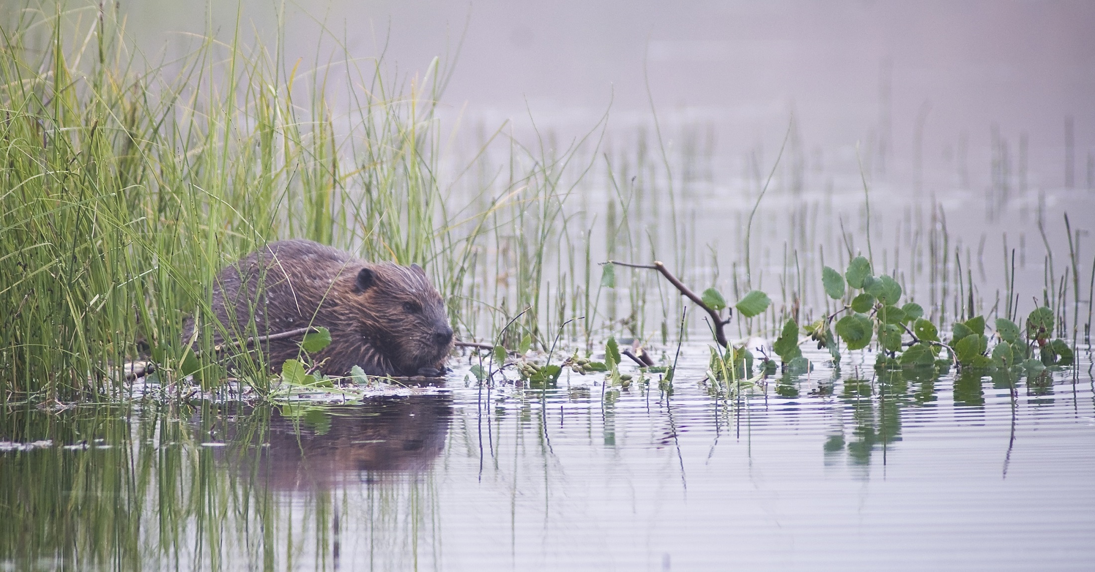 Beaver in the river photo
