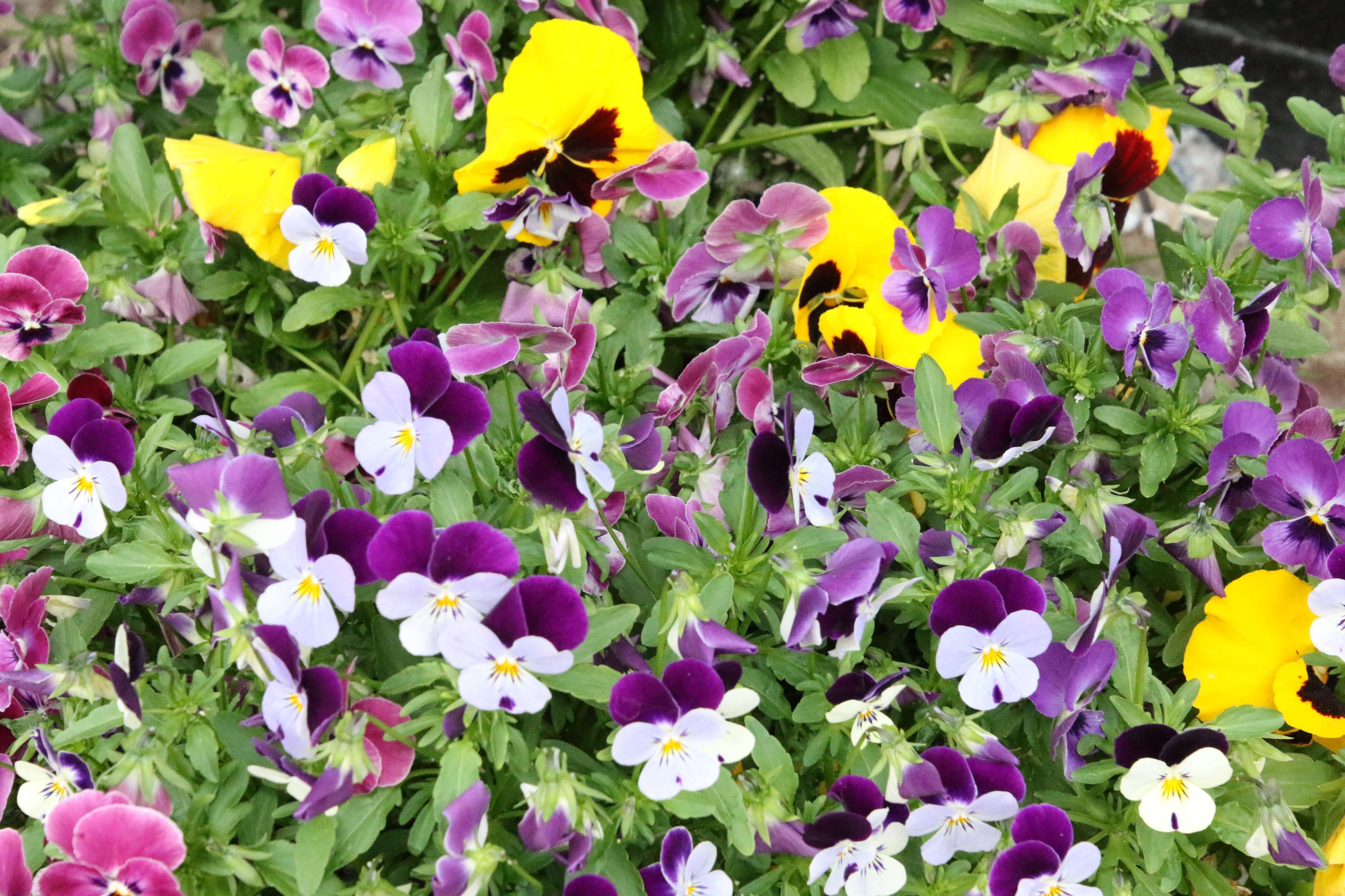 bed of flowers #flower bed #garden #grow #pansies #plant #plants ...