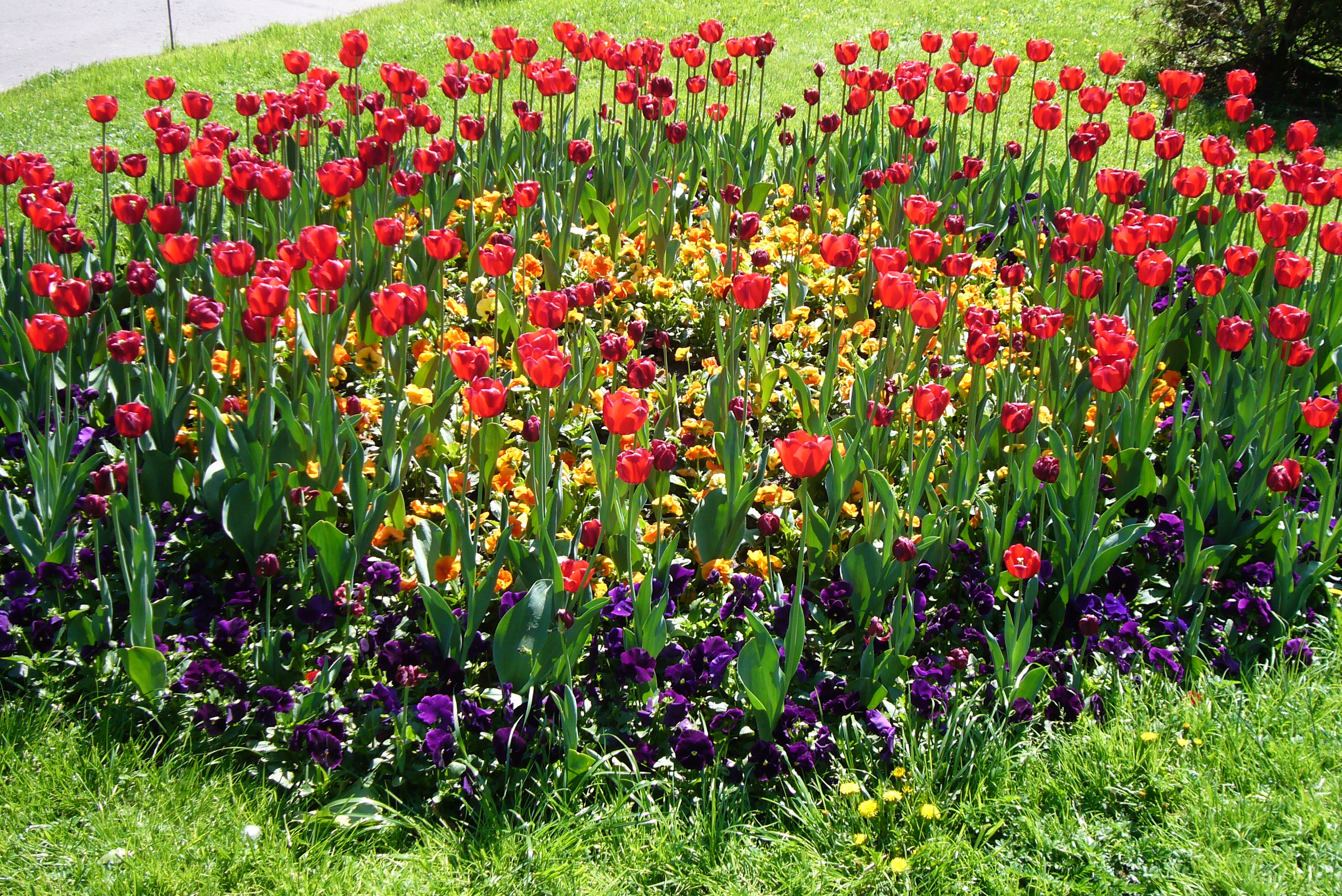 File:Flower-bed-Moscow.JPG - Wikimedia Commons