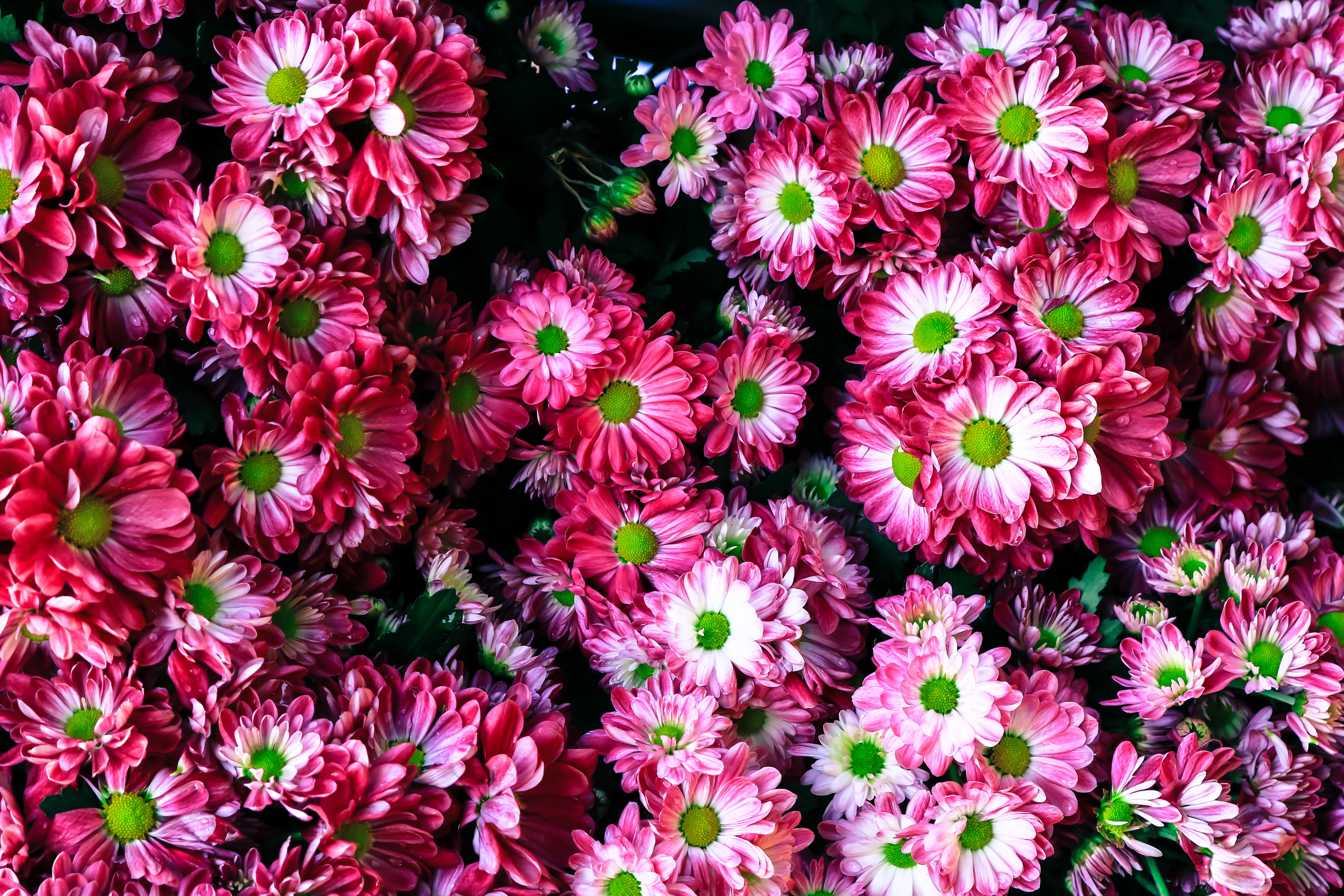 Bed of pink daisy flowers HD wallpaper | Wallpaper Flare