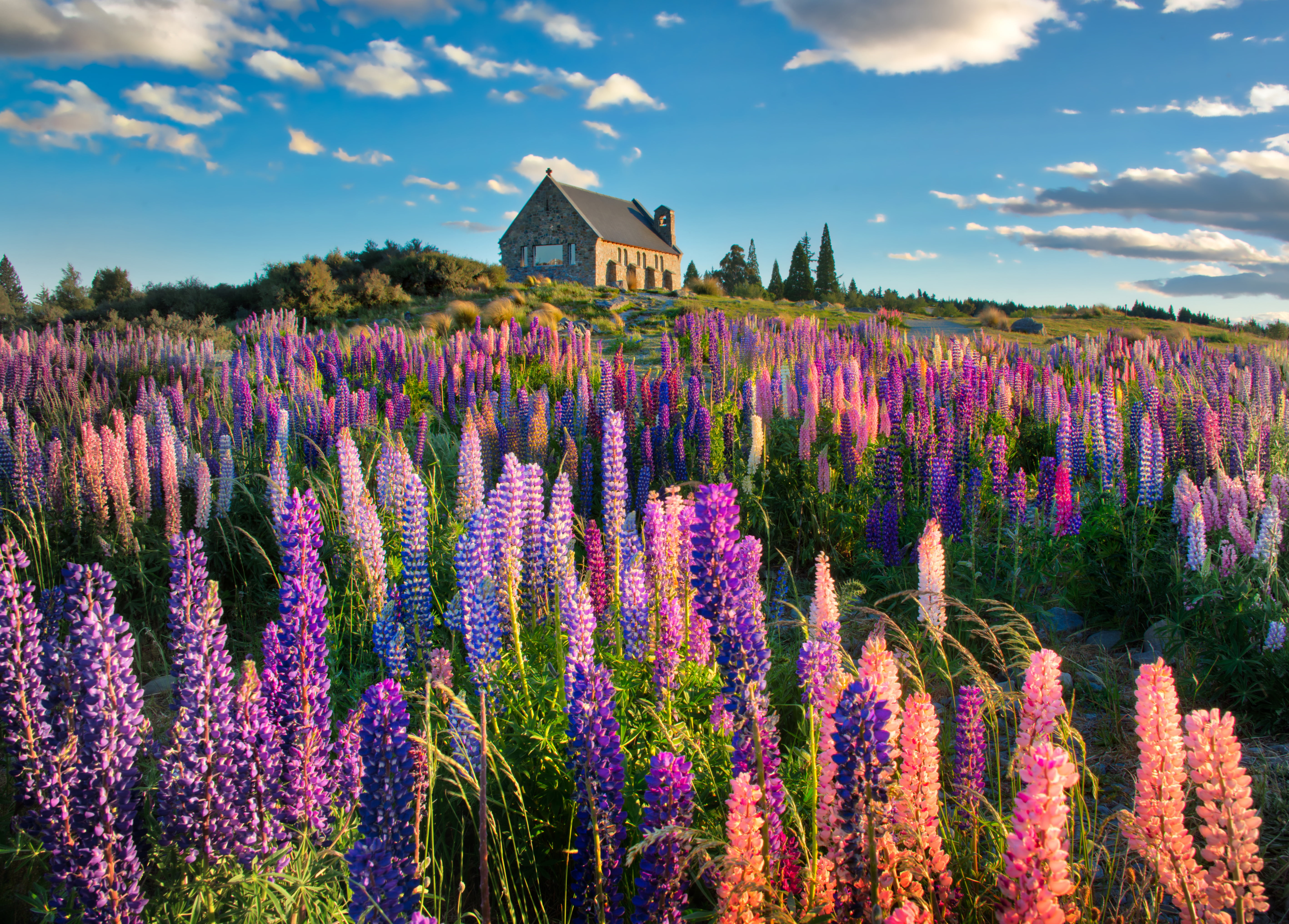 Bed of flowers near brown concrete house, lupins HD wallpaper ...