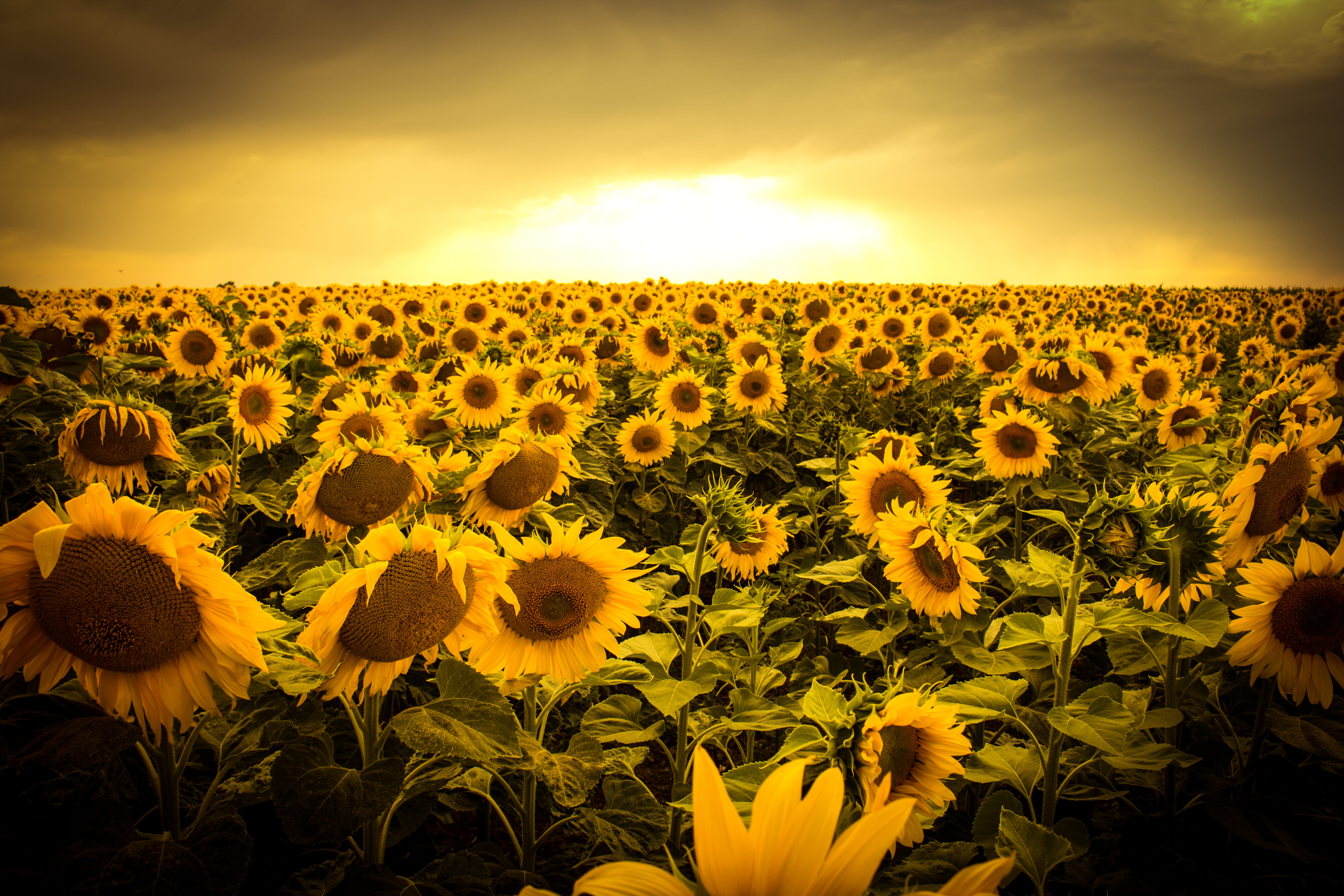 Bed of sunflowers photo in golden hour HD wallpaper | Wallpaper Flare