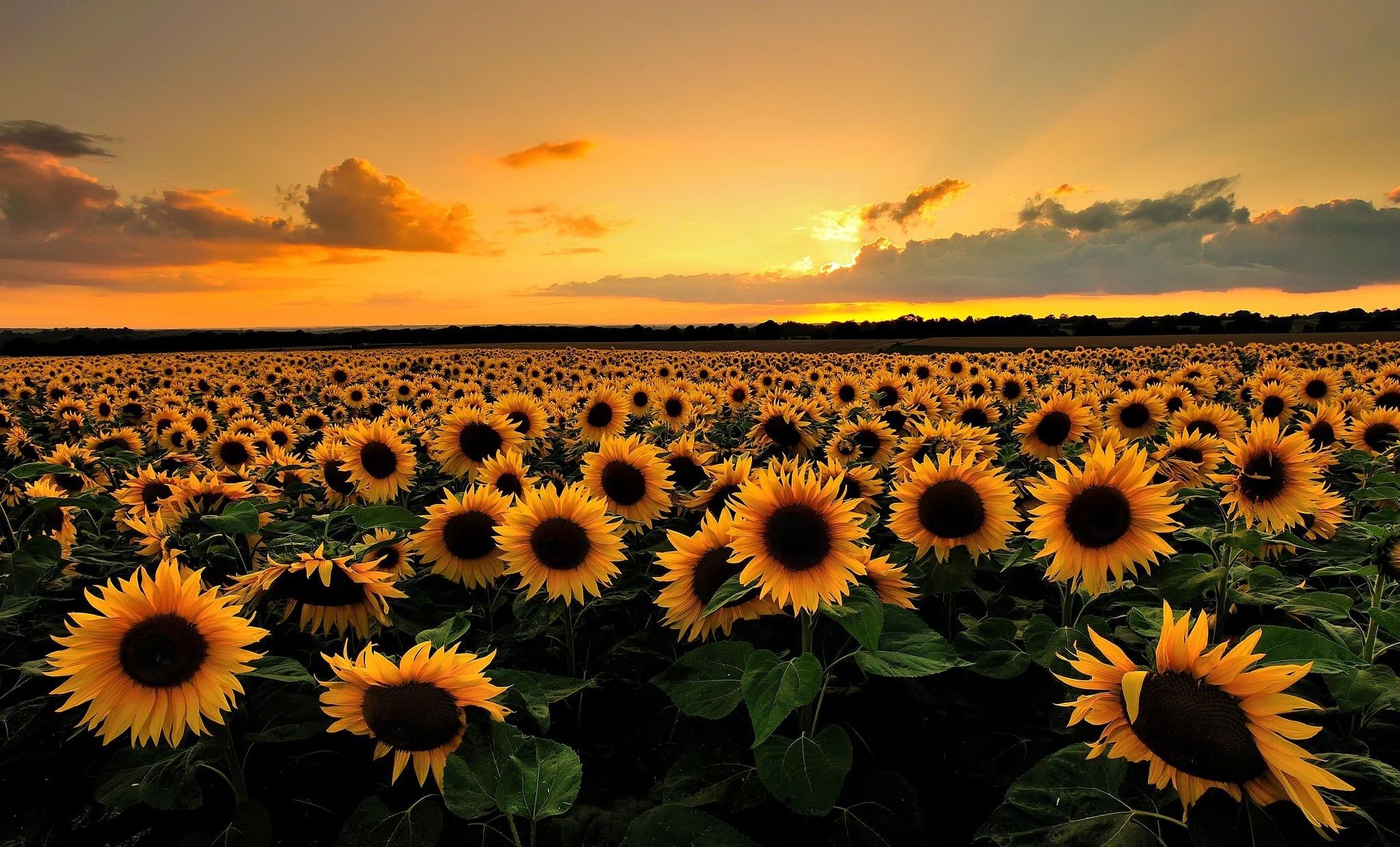 2048x1240 free desktop wallpaper downloads sunflower | didgital ...