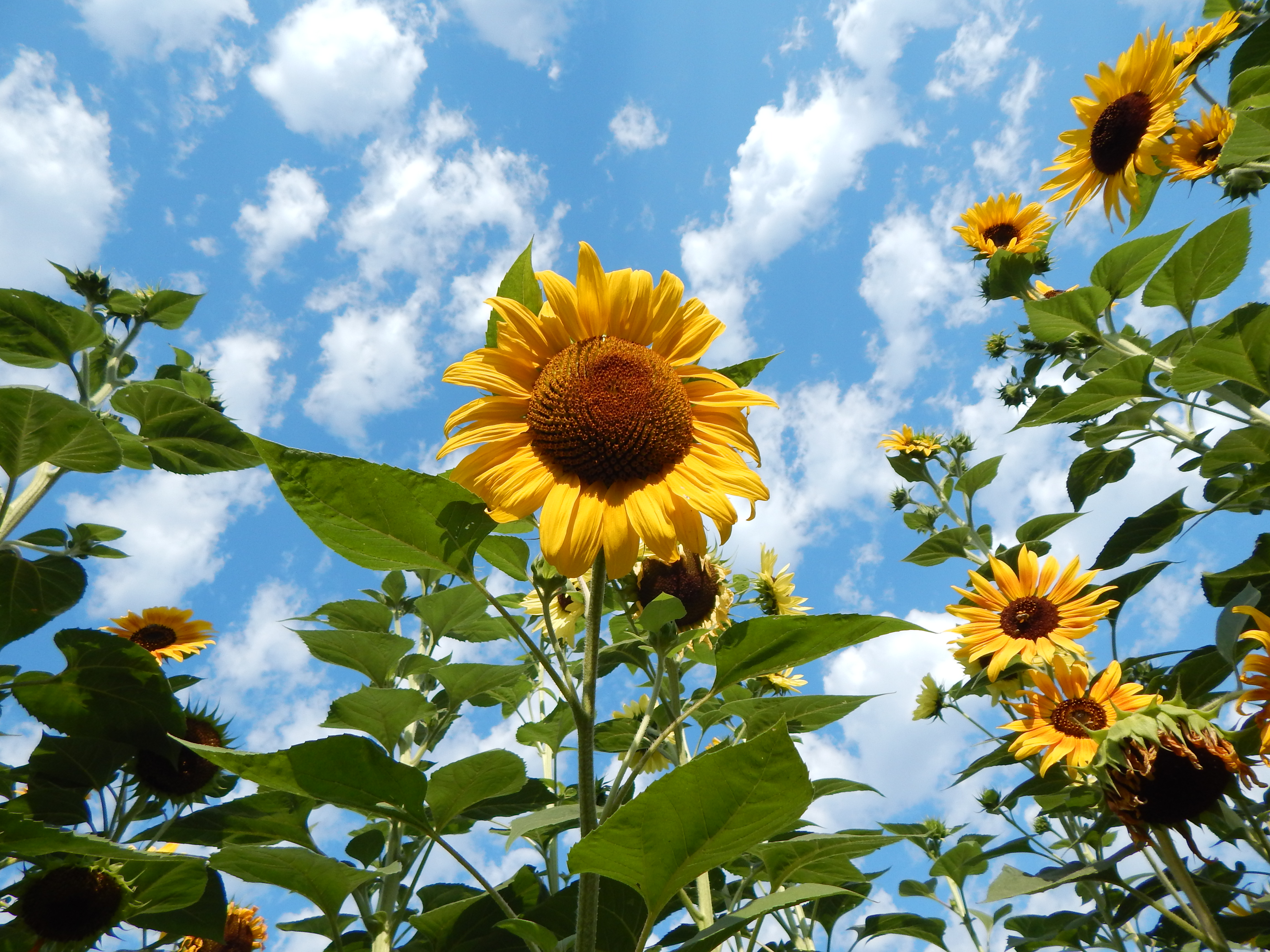 Sunflower Pavillion » Living In The Garden -