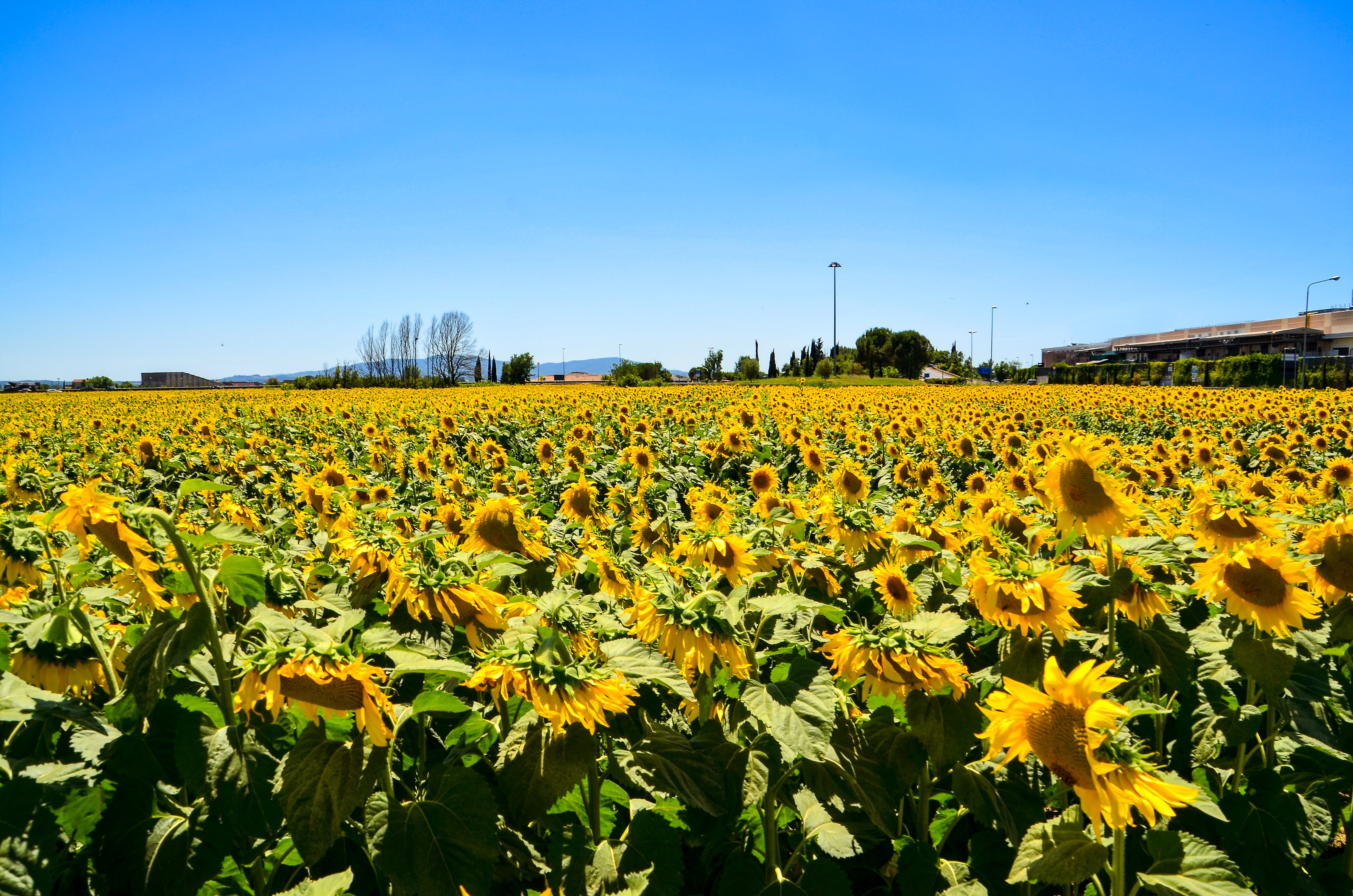 Bed of sunflowers photo
