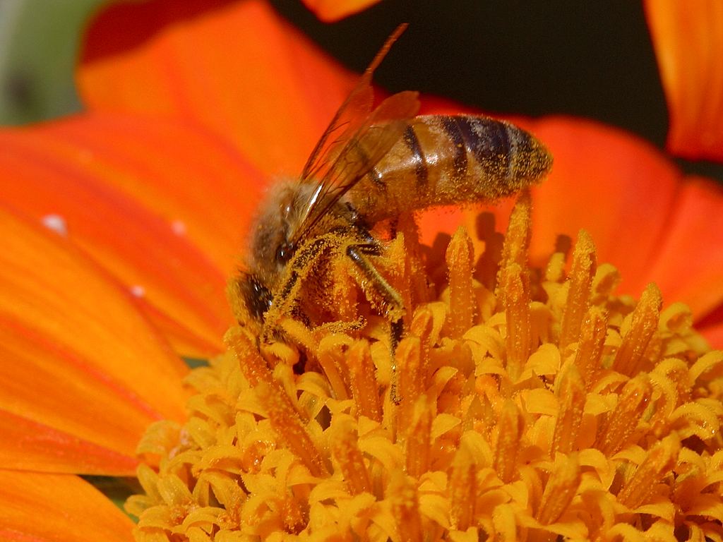 Bee photo