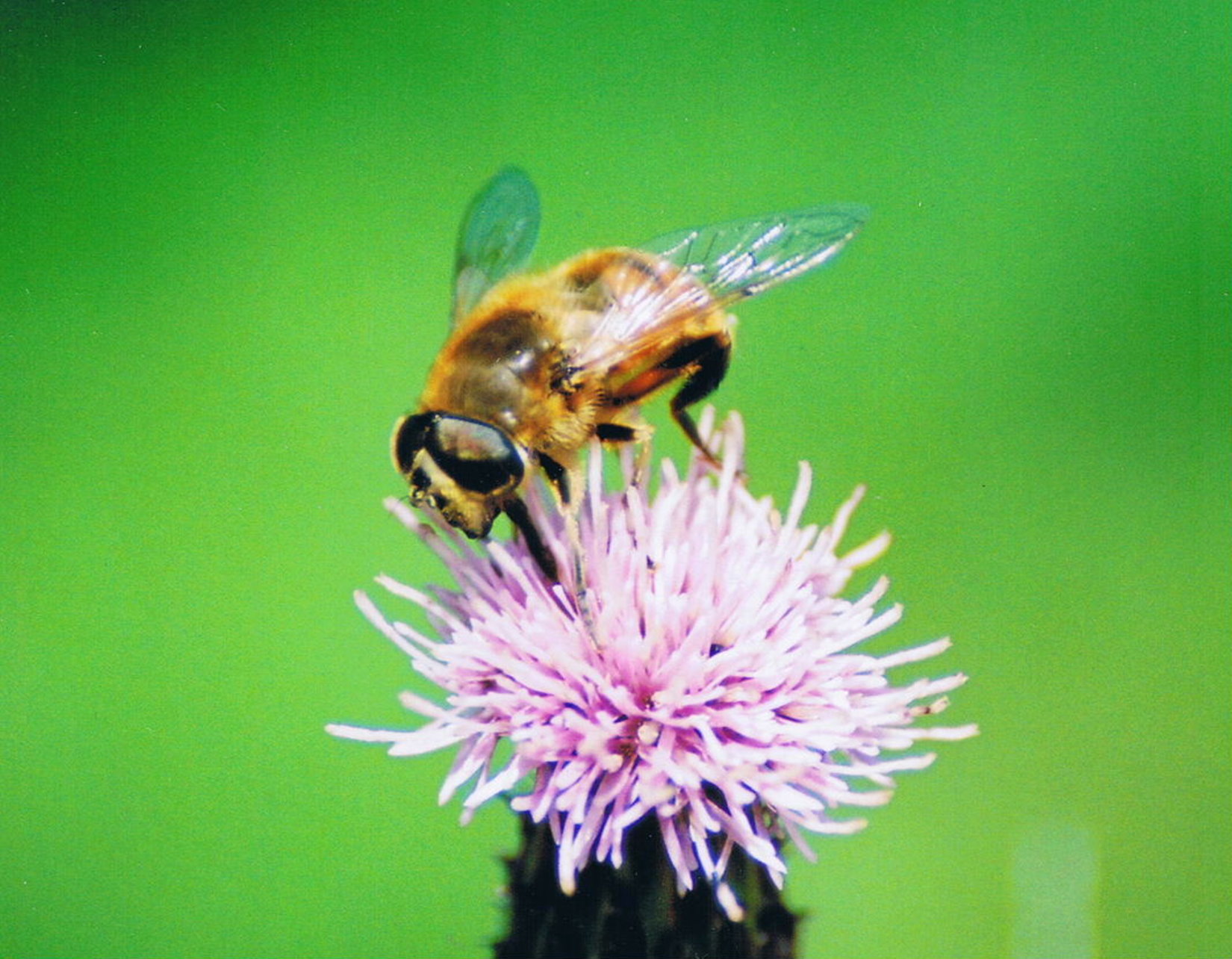 Bee photo
